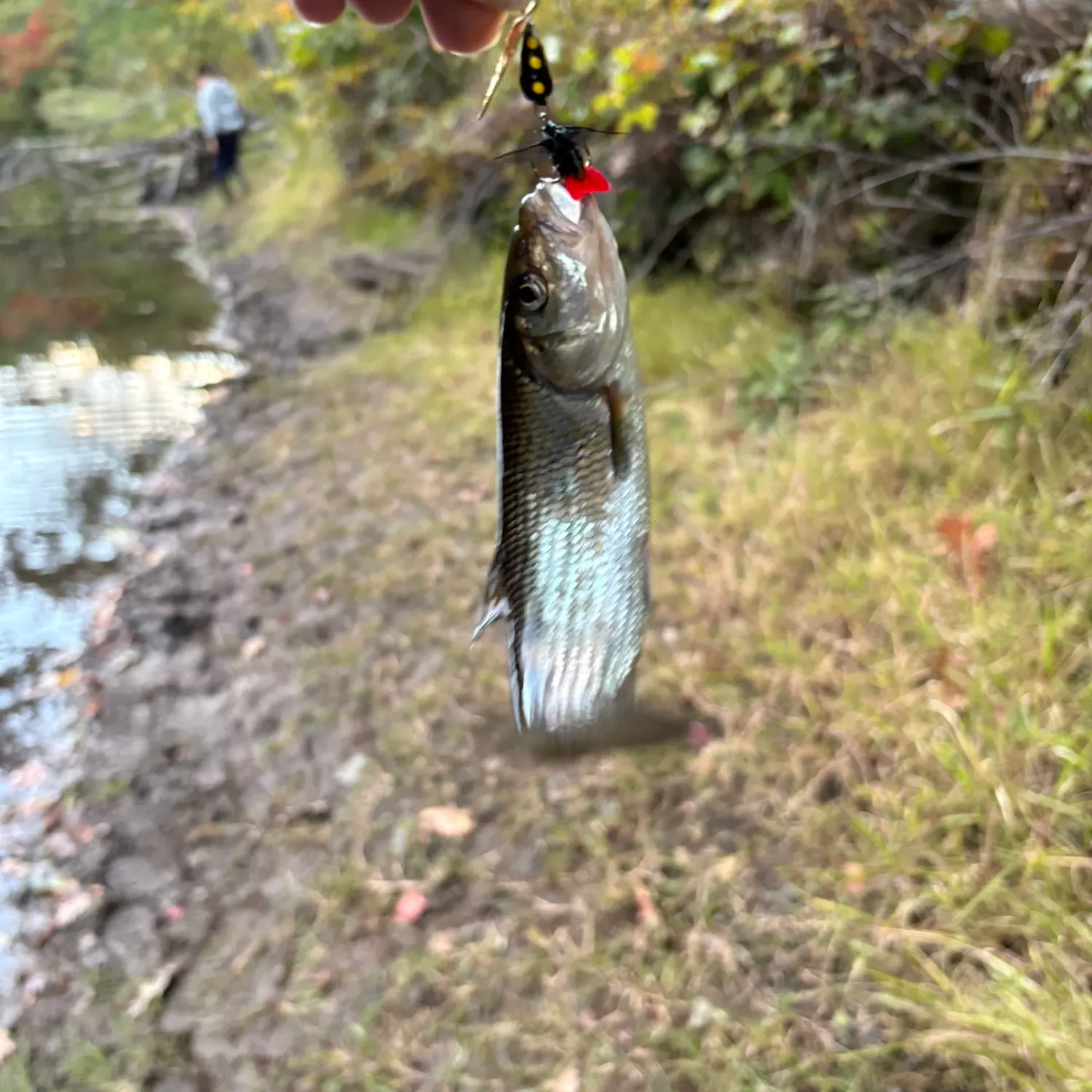 Fallfish caught on Fishbrain