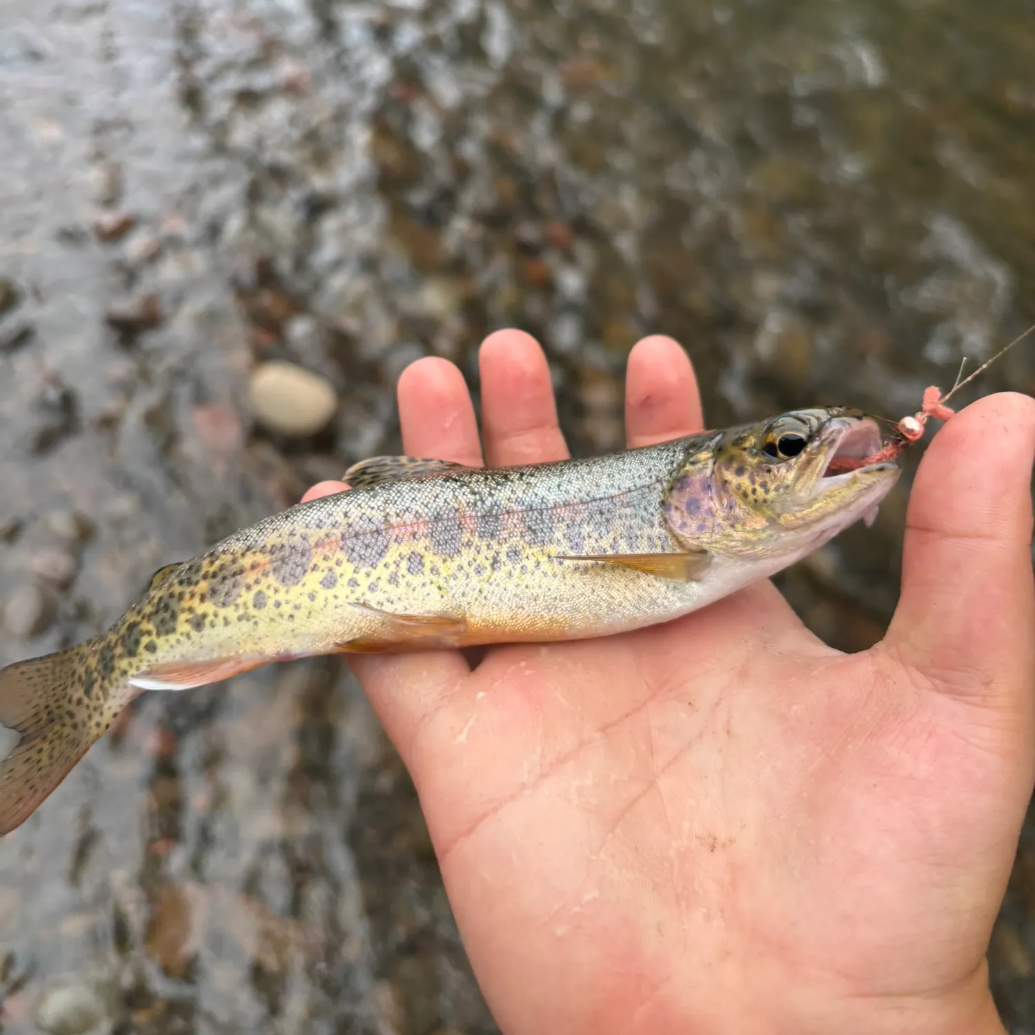The most recent Great basin redband trout catches on Fishbrain