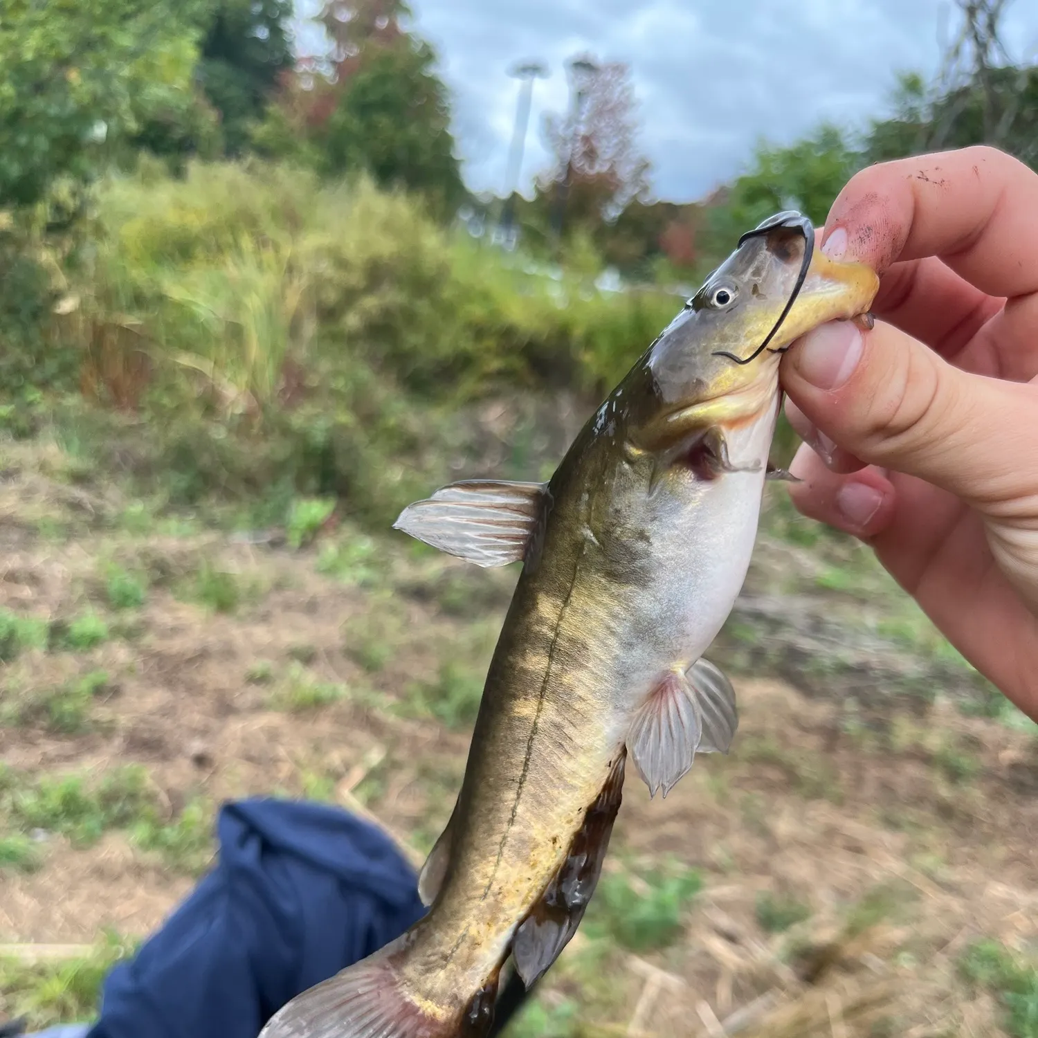 Black bullhead caught on Fishbrain