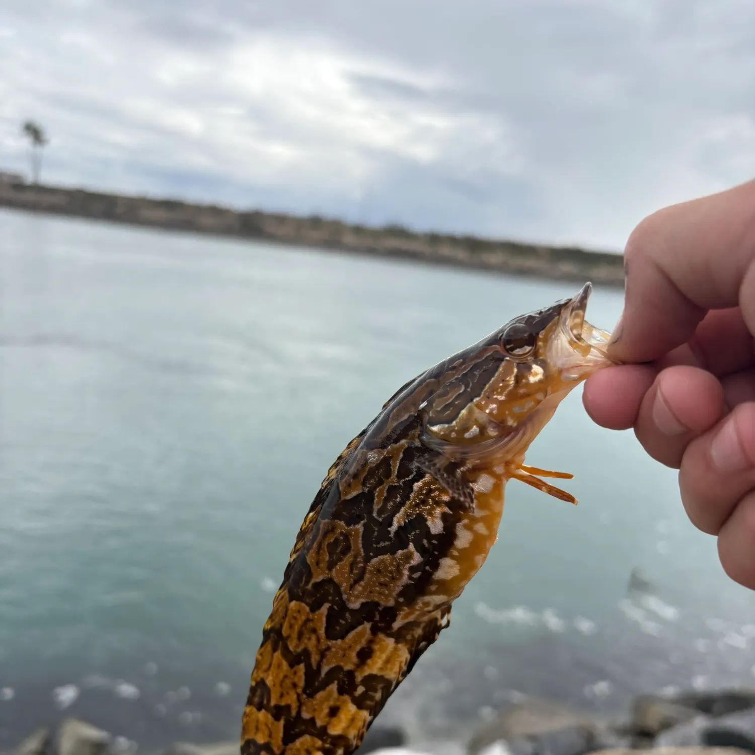 The most recent Striped kelpfish catches on Fishbrain