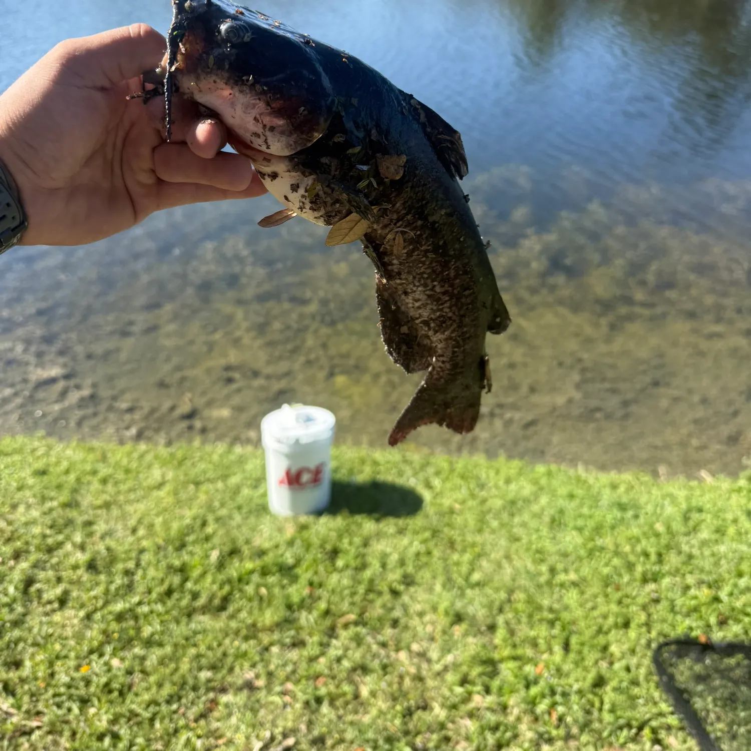 The most recent Black bullhead catches on Fishbrain