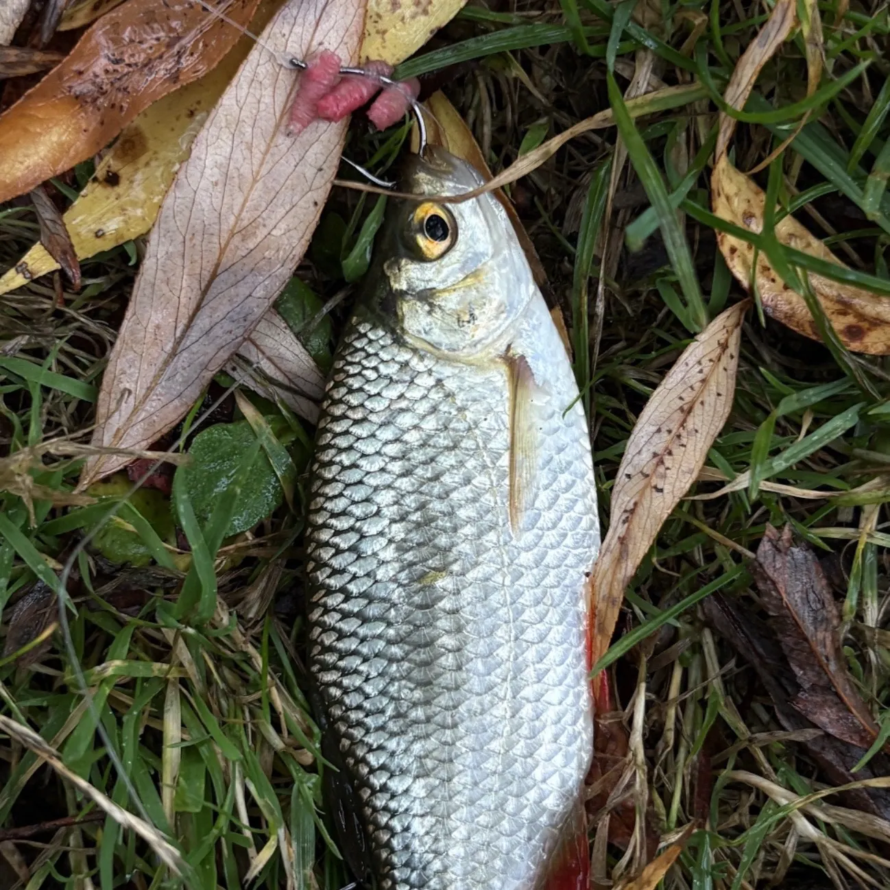 The most recent Common roach catches on Fishbrain