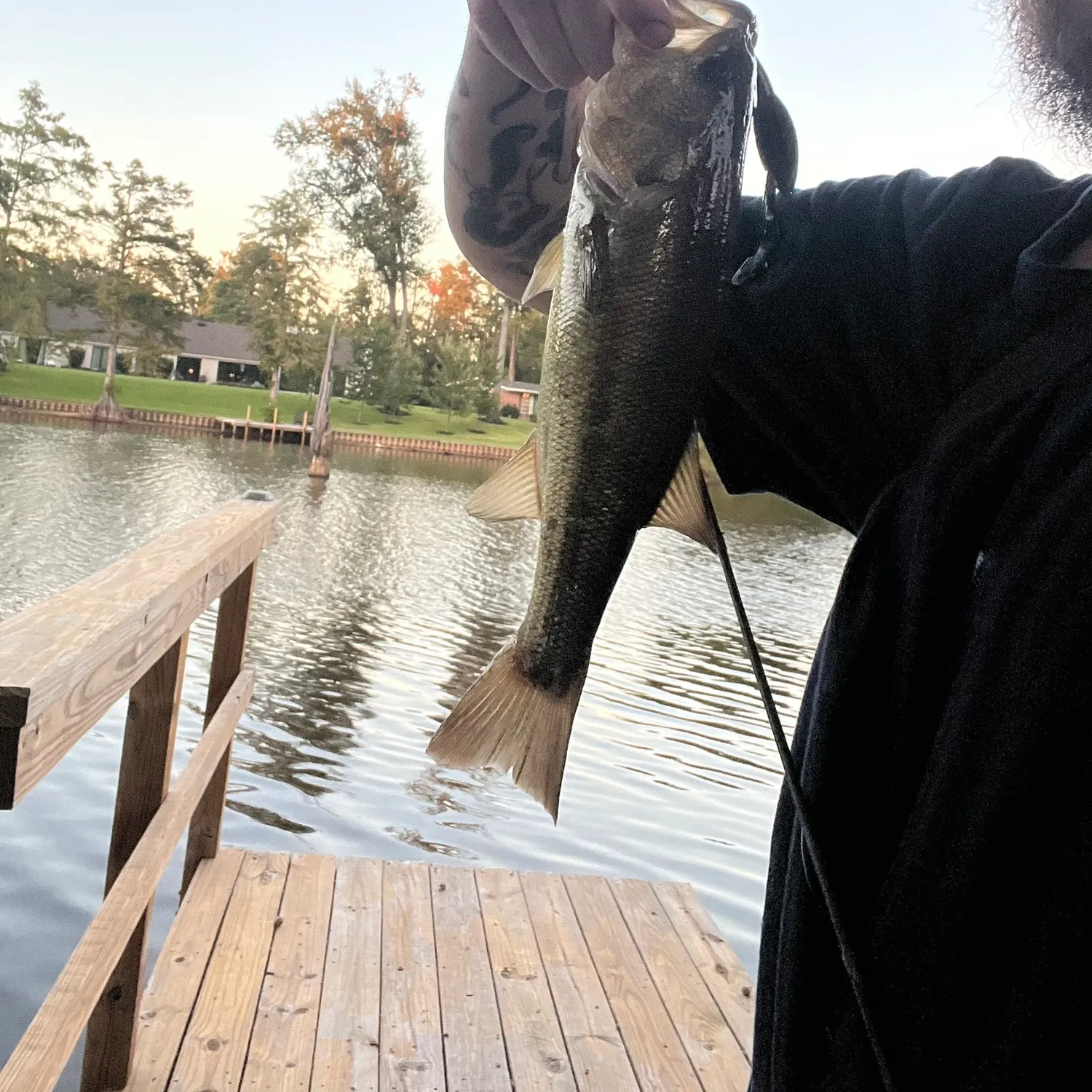 Largemouth bass caught on Fishbrain