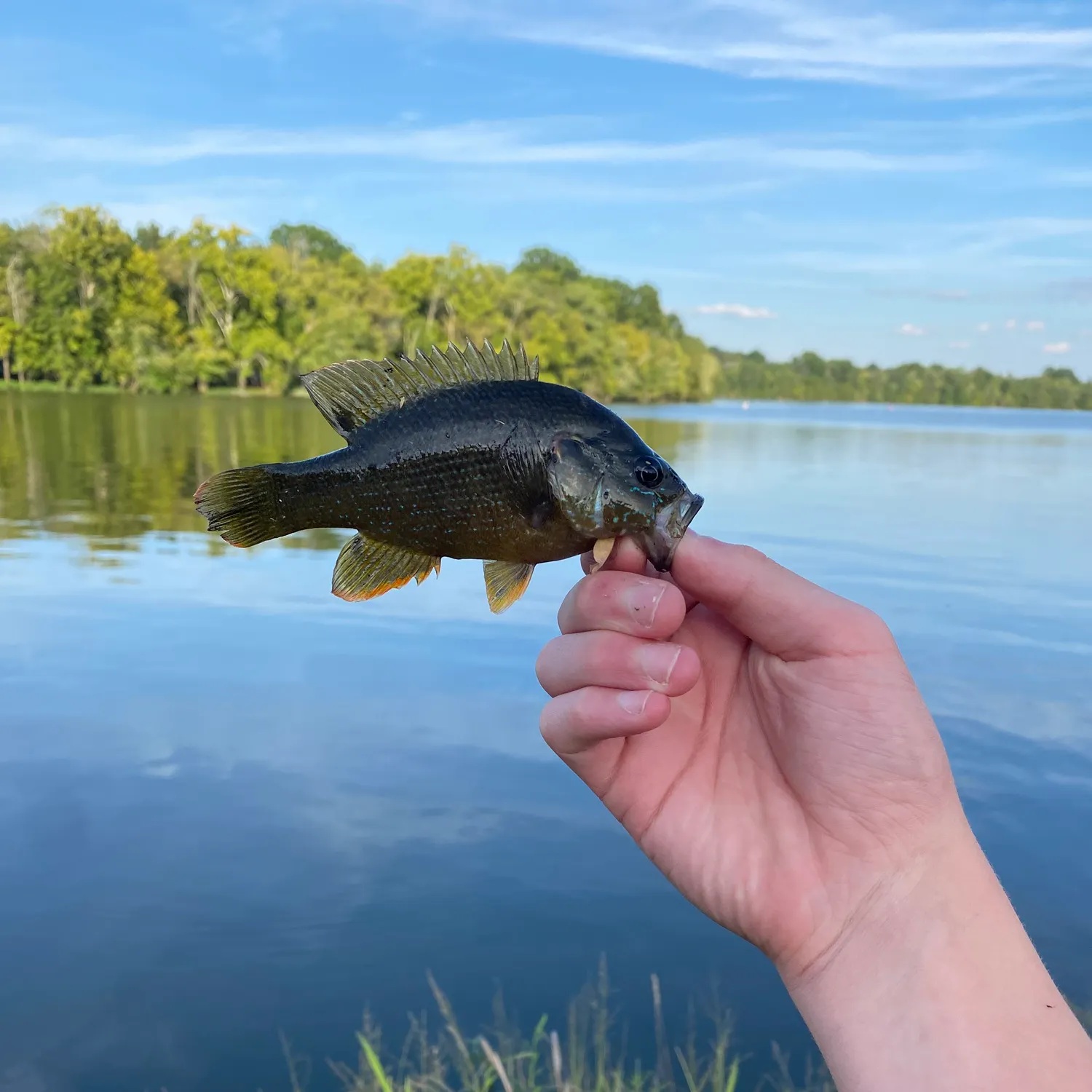 Green sunfish caught on Fishbrain
