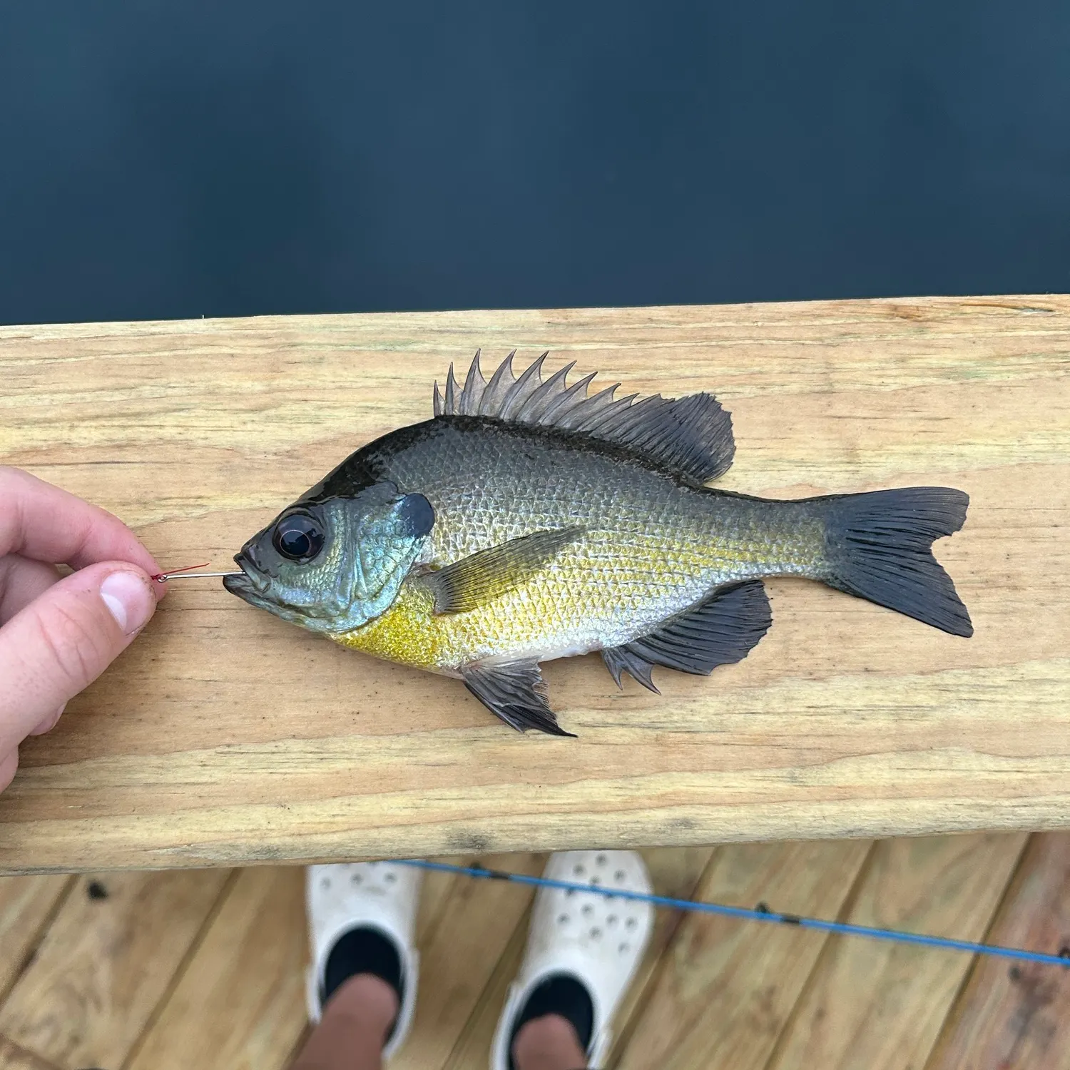 Bluegill caught on Fishbrain