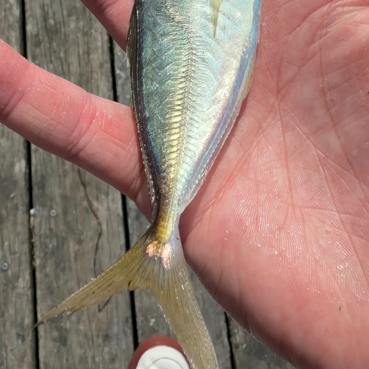 Rough scad caught on Fishbrain