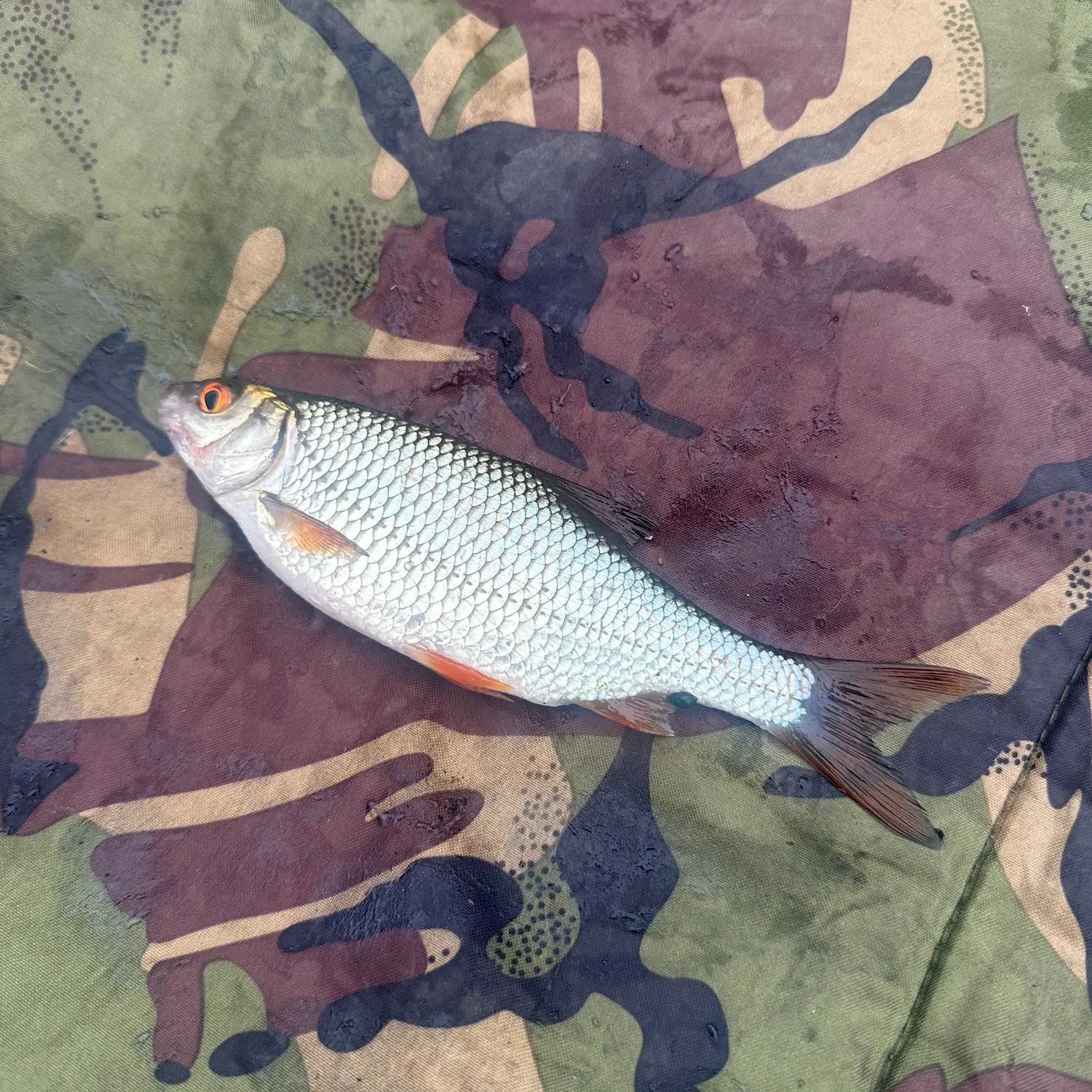 Common roach caught on Fishbrain