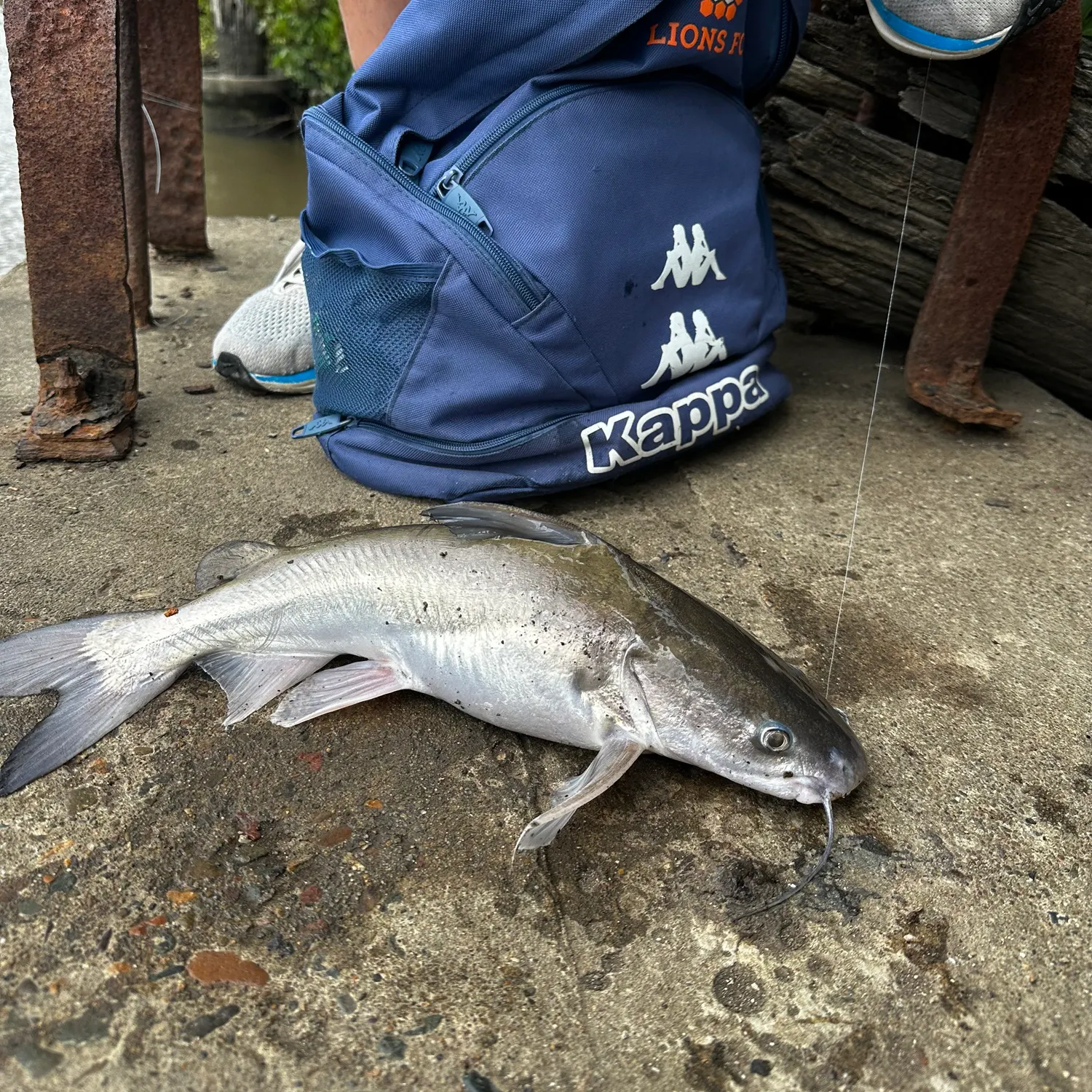 The most recent Blue salmon catfish catches on Fishbrain