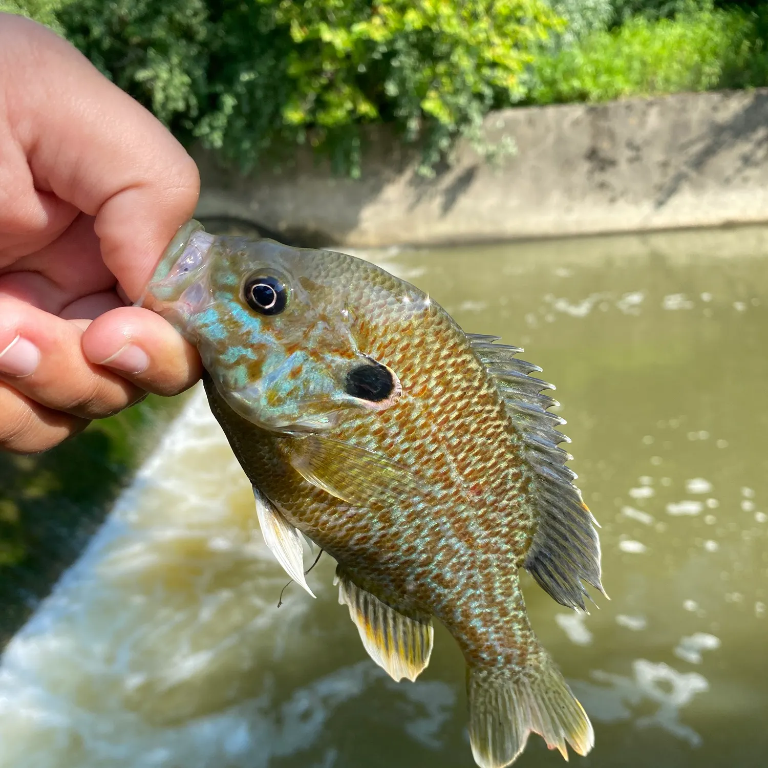 The most recent Longear x green sunfish catches on Fishbrain