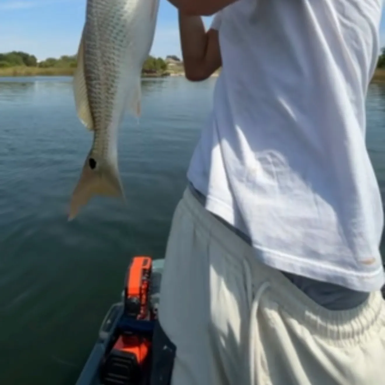 Red drum caught on Fishbrain