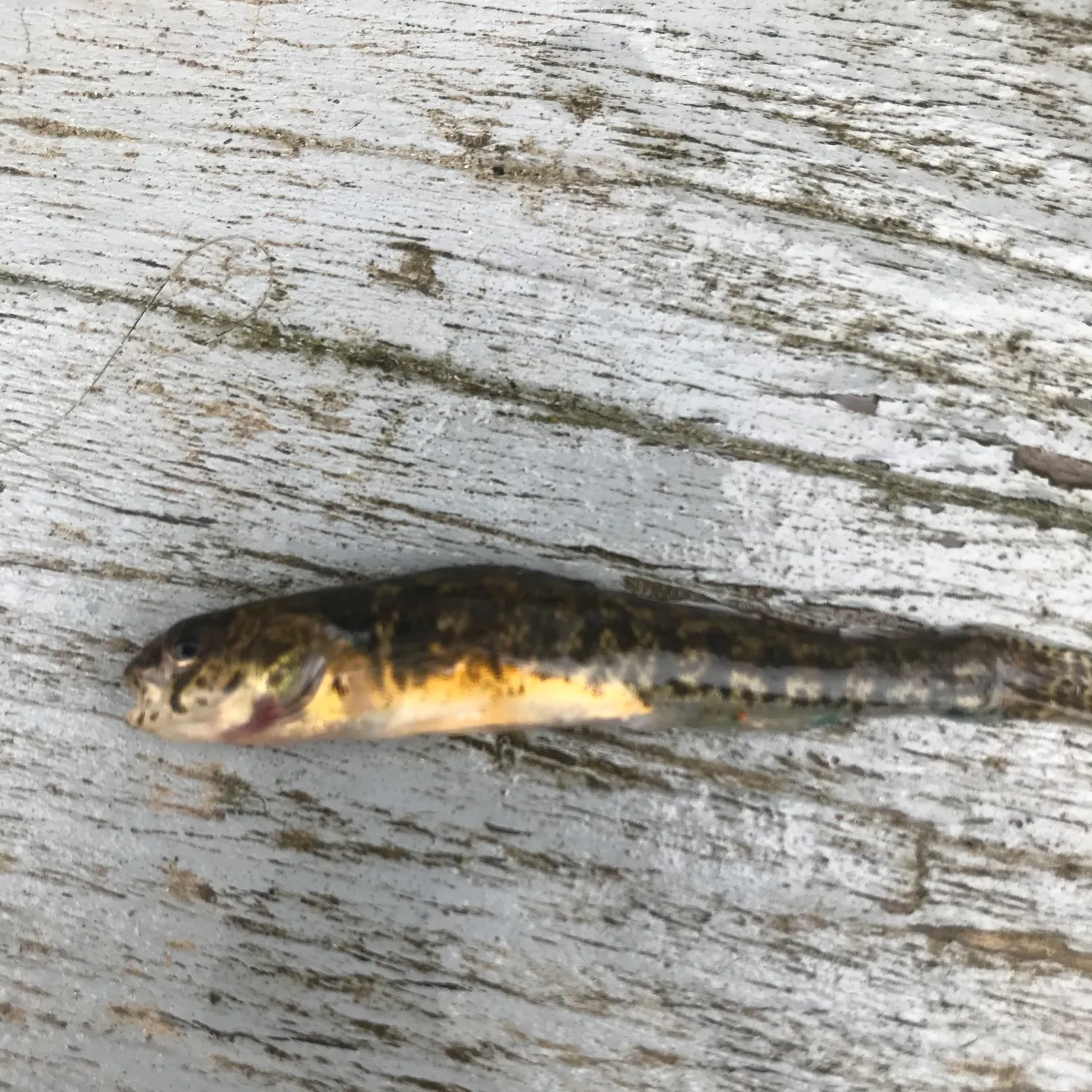The most recent Roanoke darter catches on Fishbrain
