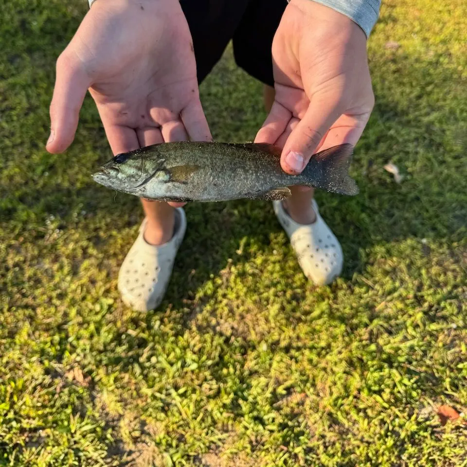 Smallmouth bass caught on Fishbrain