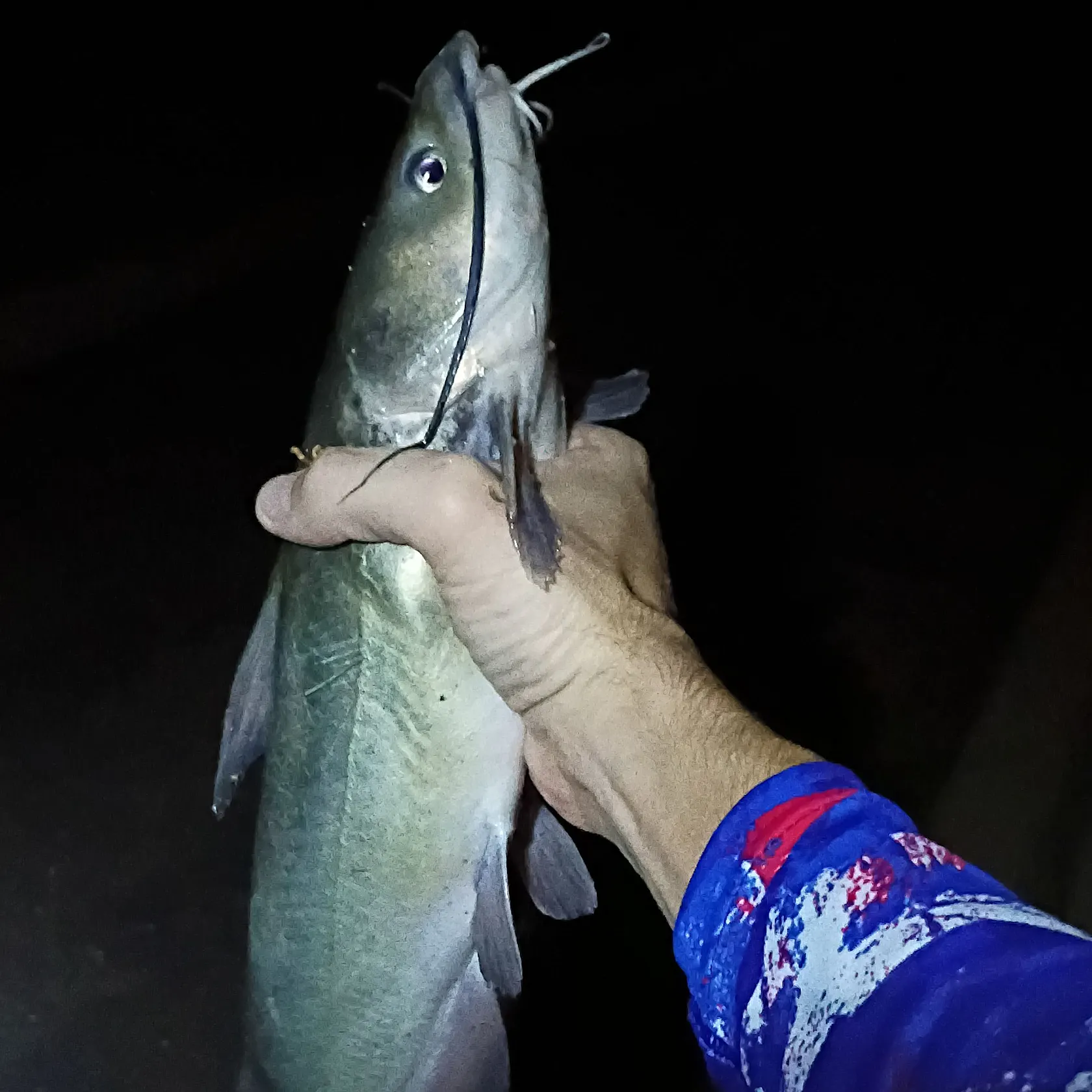 Channel catfish caught on Fishbrain