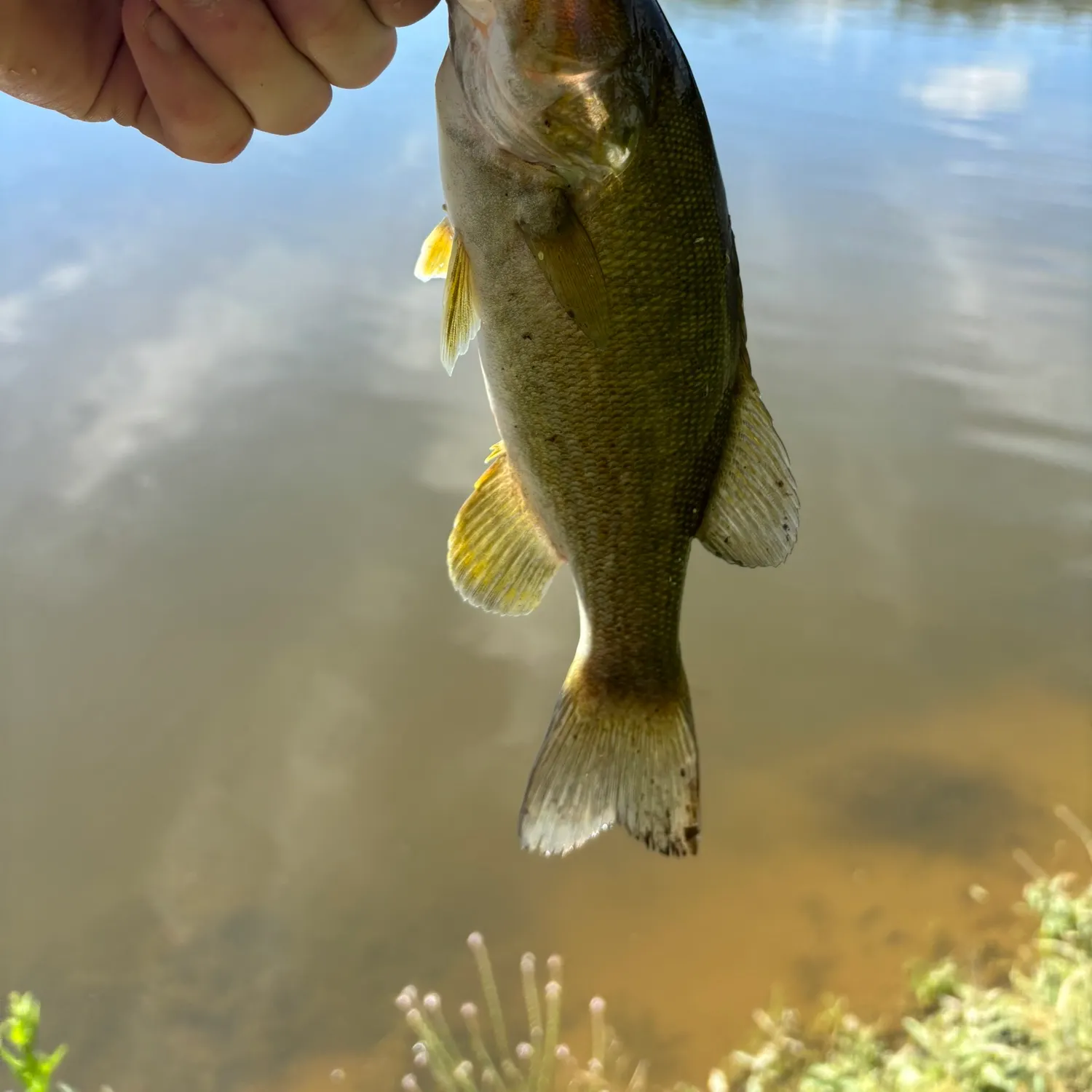 Smallmouth bass caught on Fishbrain