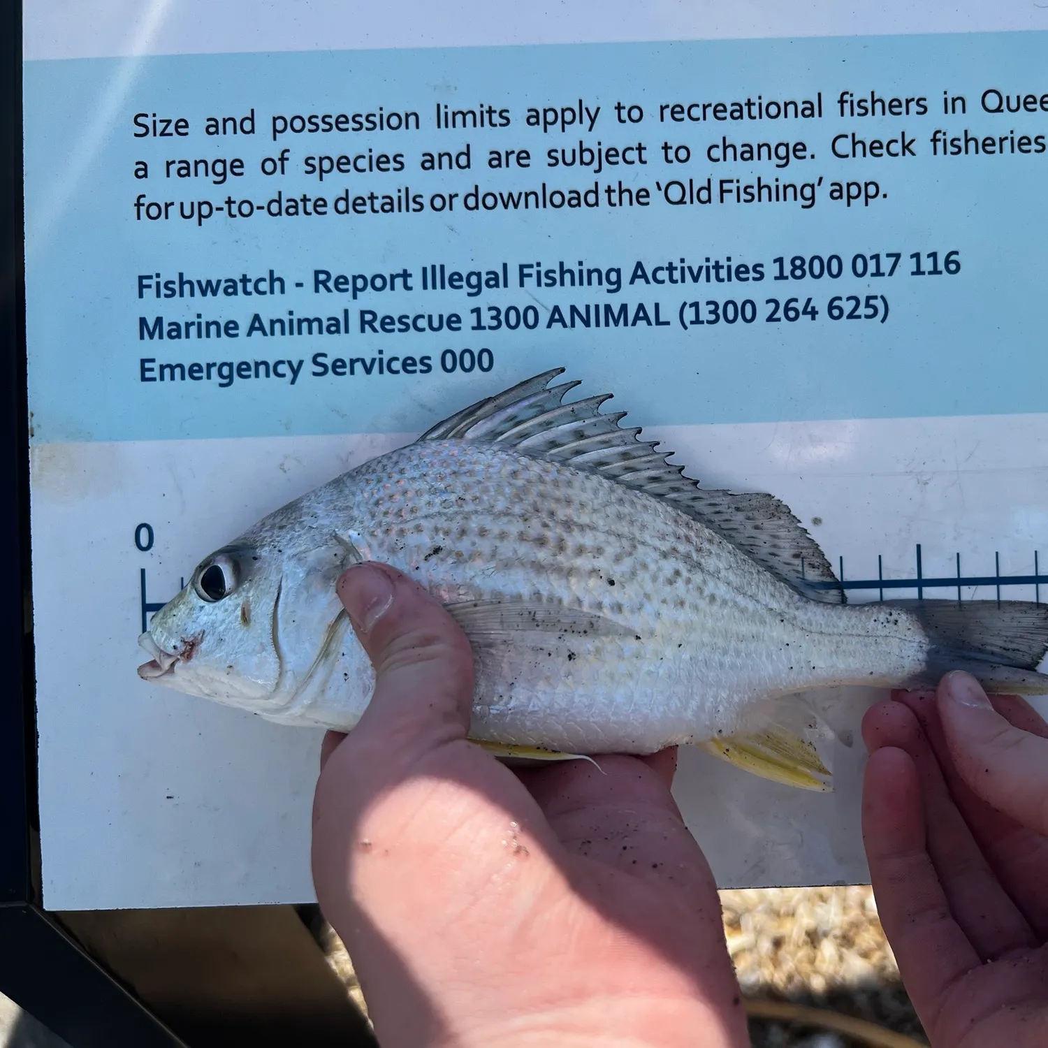 The most recent Javelin grunter catches on Fishbrain