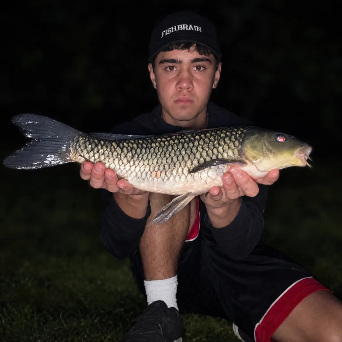 Koi carp caught on Fishbrain