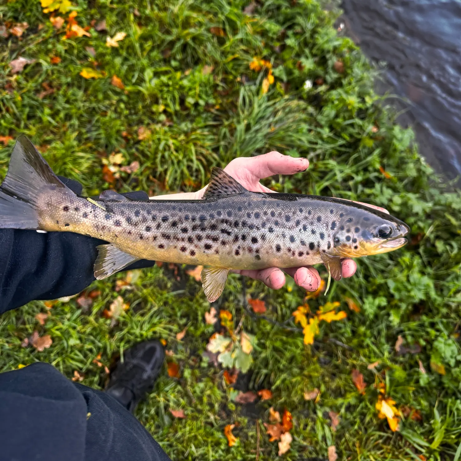 Sea trout caught on Fishbrain