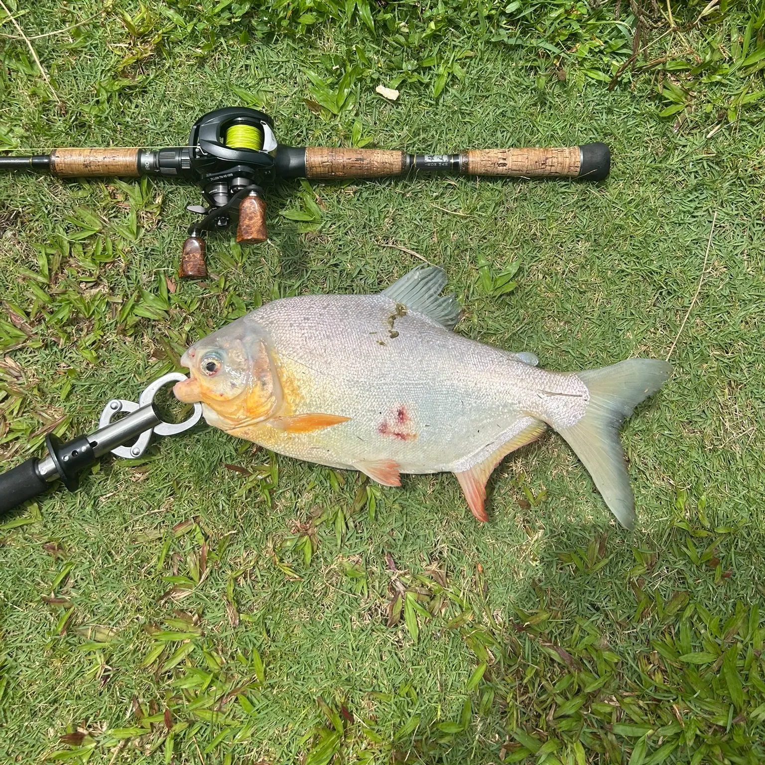 The most recent Small-scaled pacu catches on Fishbrain