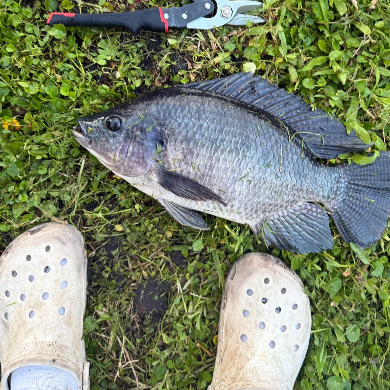 Blue tilapia caught on Fishbrain