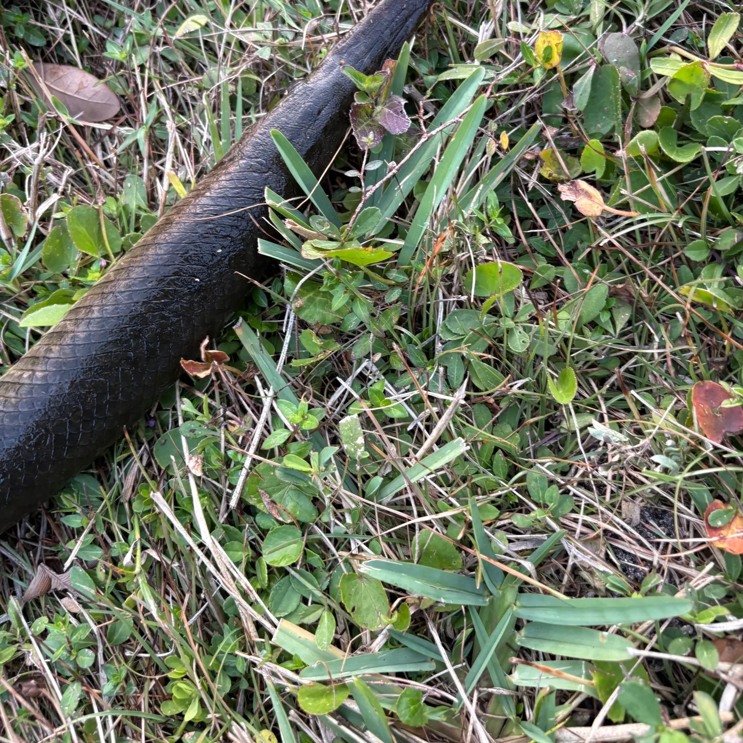 The most recent Alligator gar catches on Fishbrain