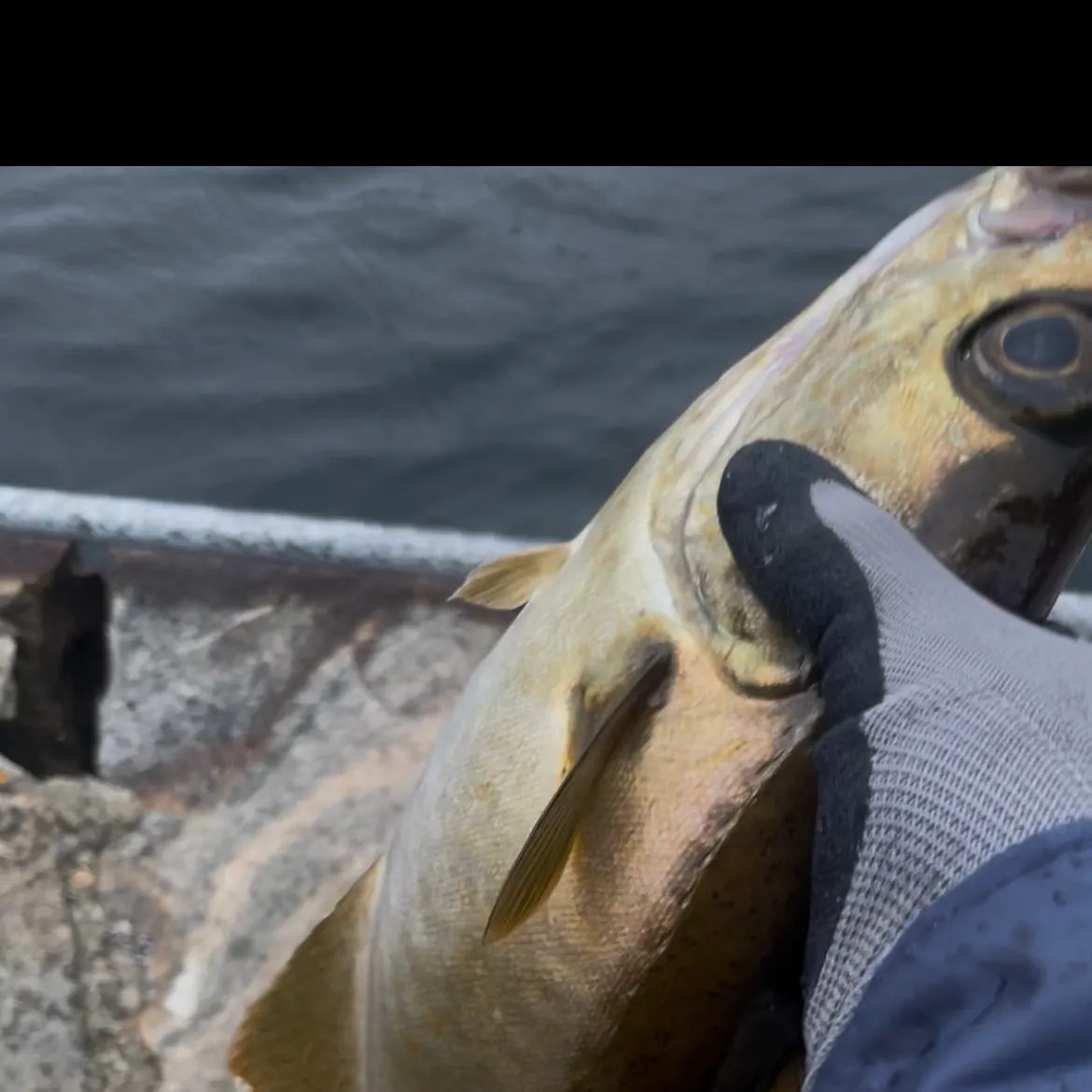Pollack caught on Fishbrain
