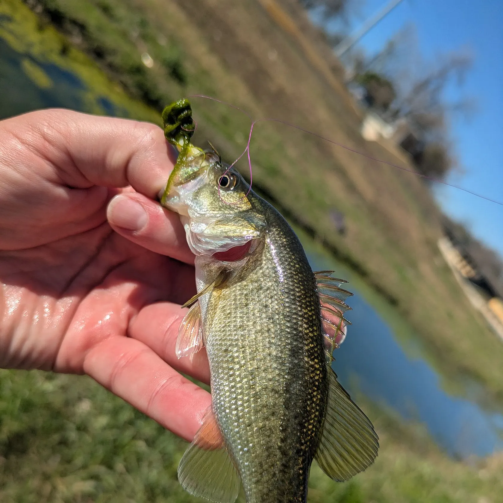 The most recent Guadalupe bass catches on Fishbrain