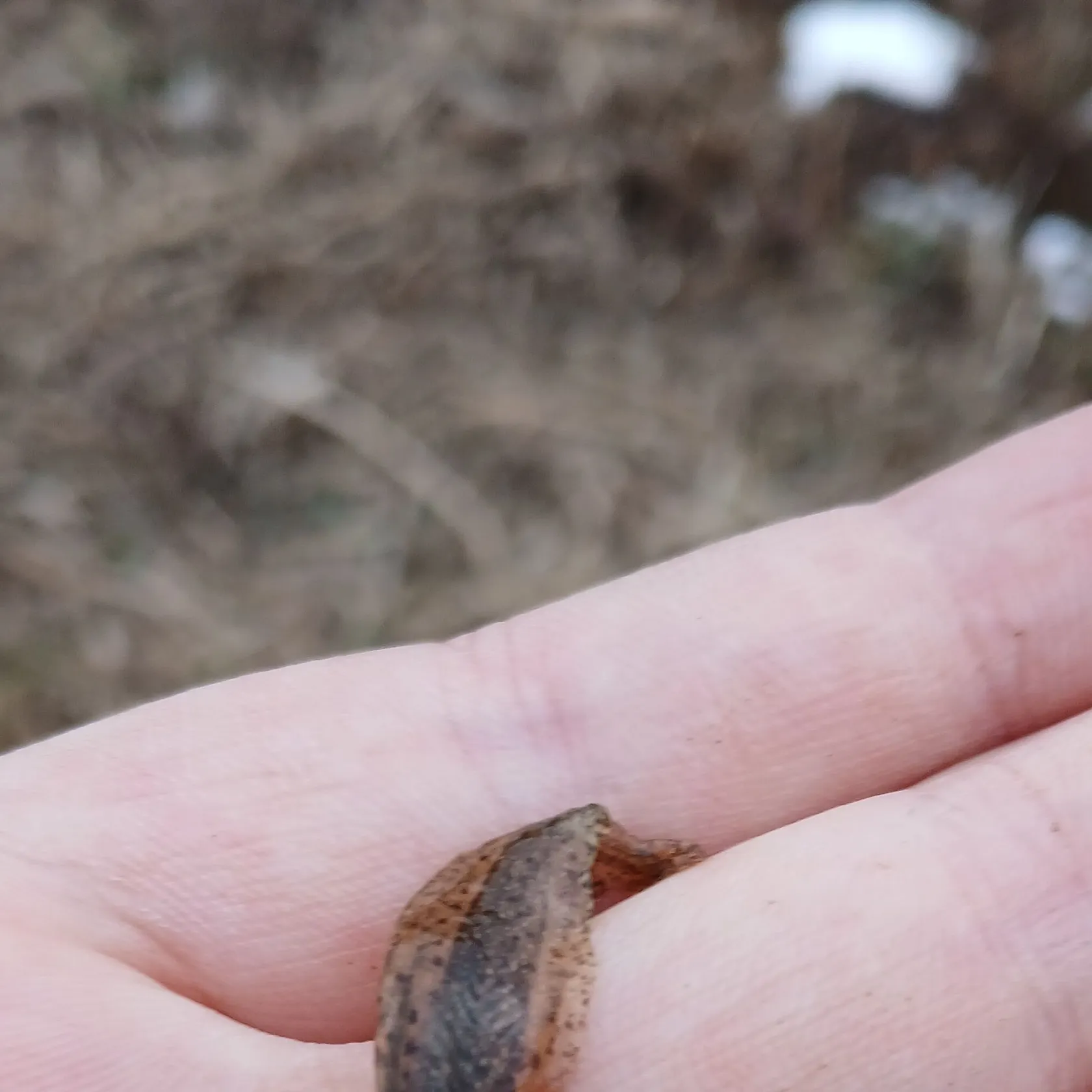 The most recent Tadpole fish catches on Fishbrain