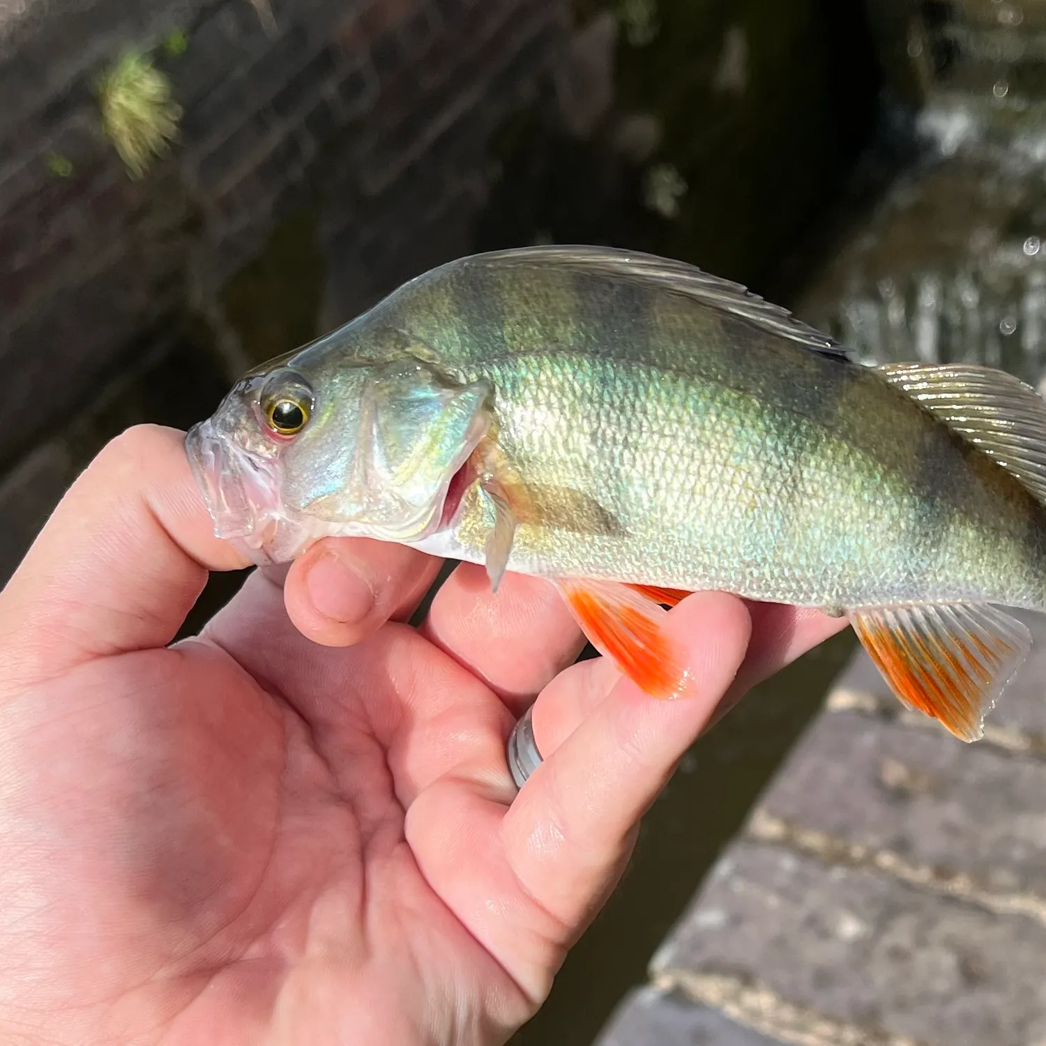 European perch caught on Fishbrain