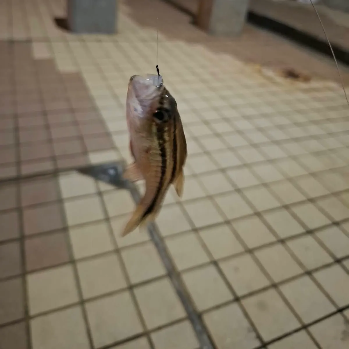 The most recent Doederlein's cardinalfish catches on Fishbrain