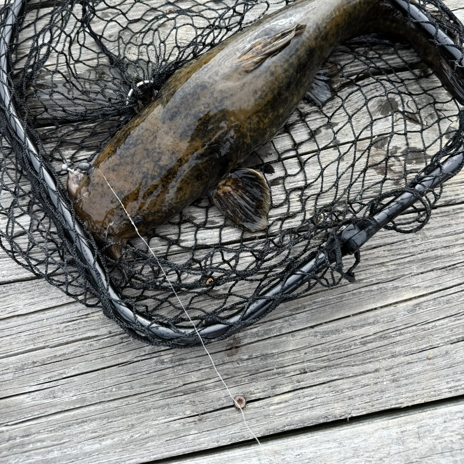 The most recent Flathead catfish catches on Fishbrain