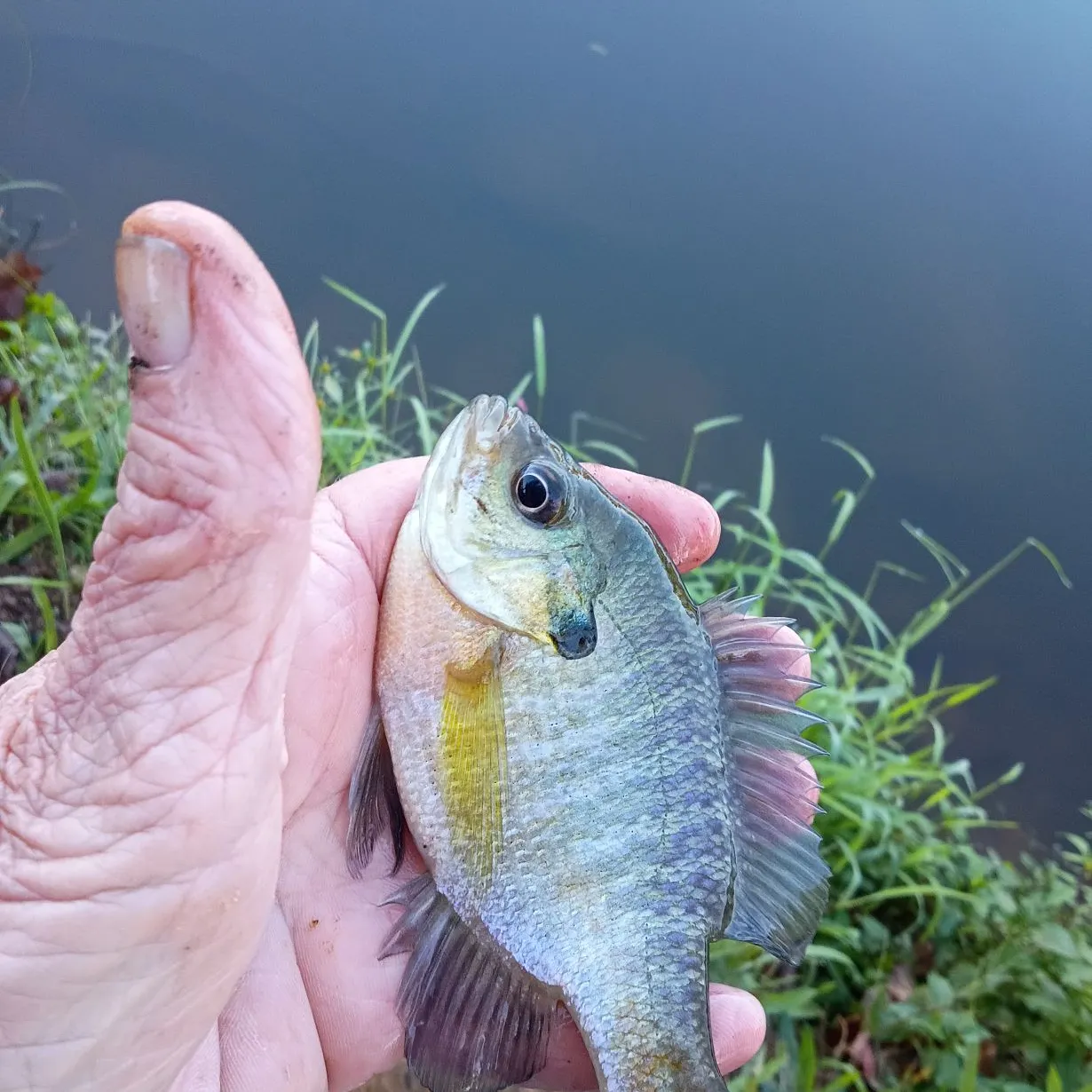 Bluegill caught on Fishbrain