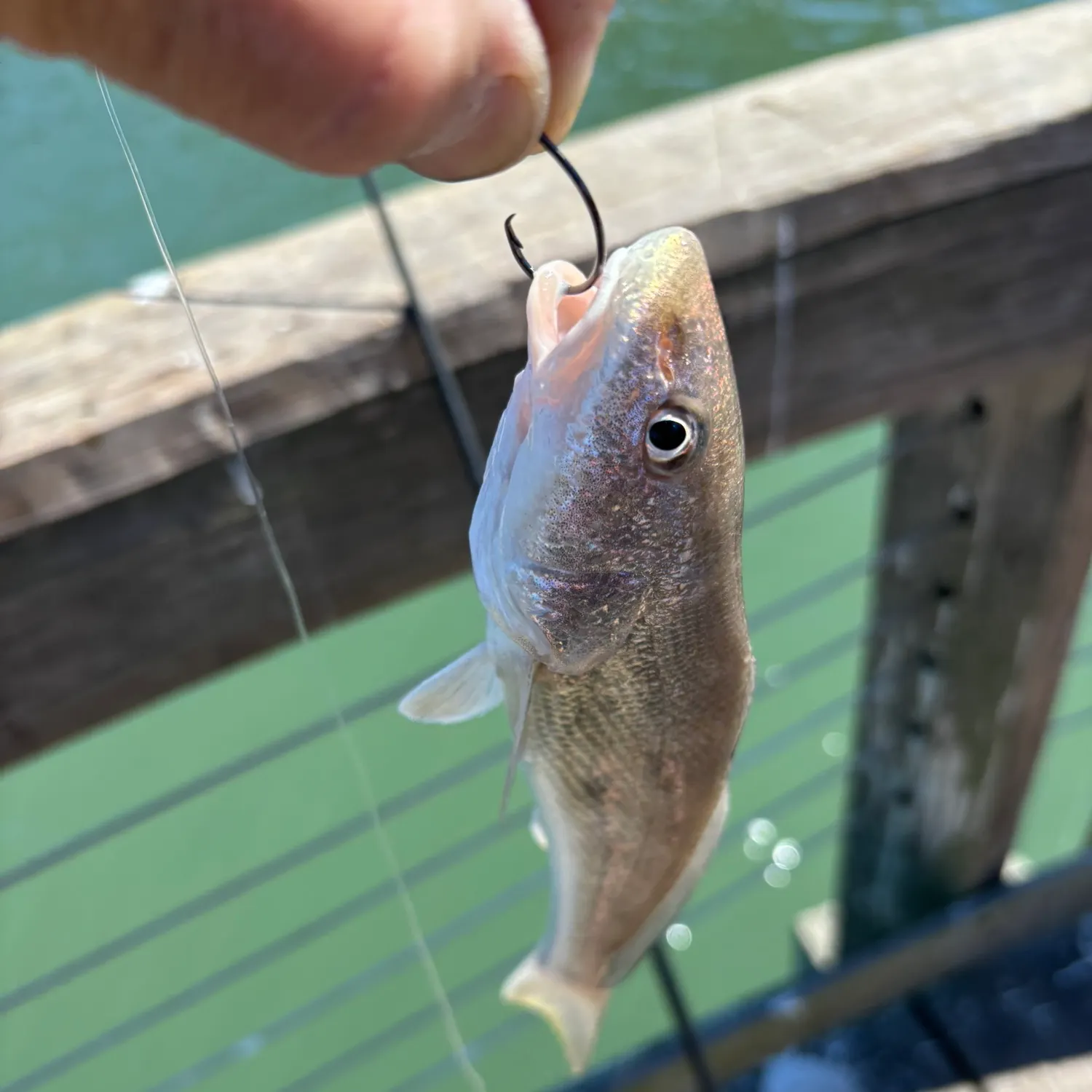 The most recent Gulf kingcroaker catches on Fishbrain