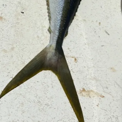 The most recent Rainbow runner catches on Fishbrain