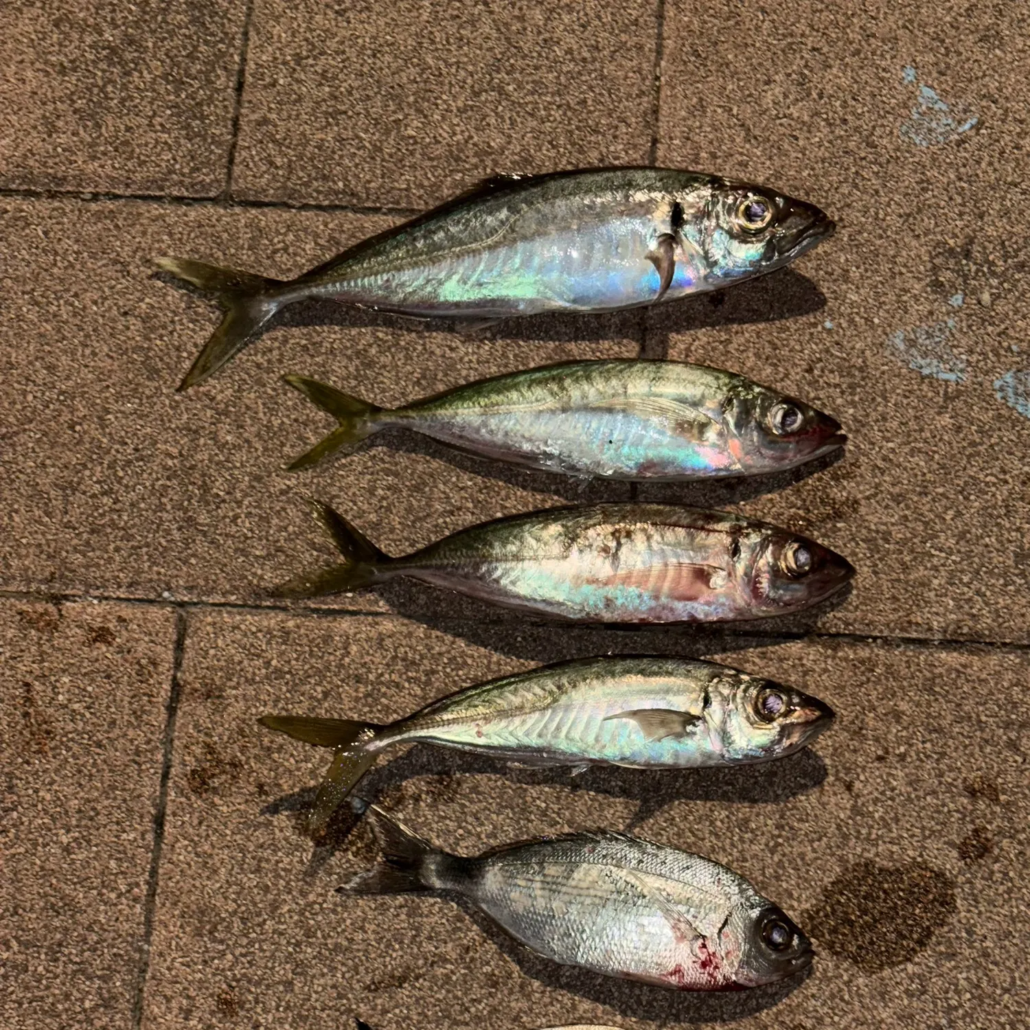 The most recent Mediterranean horse mackerel catches on Fishbrain