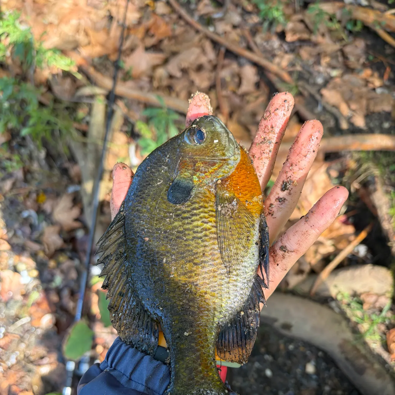 The most recent Bluegill catches on Fishbrain