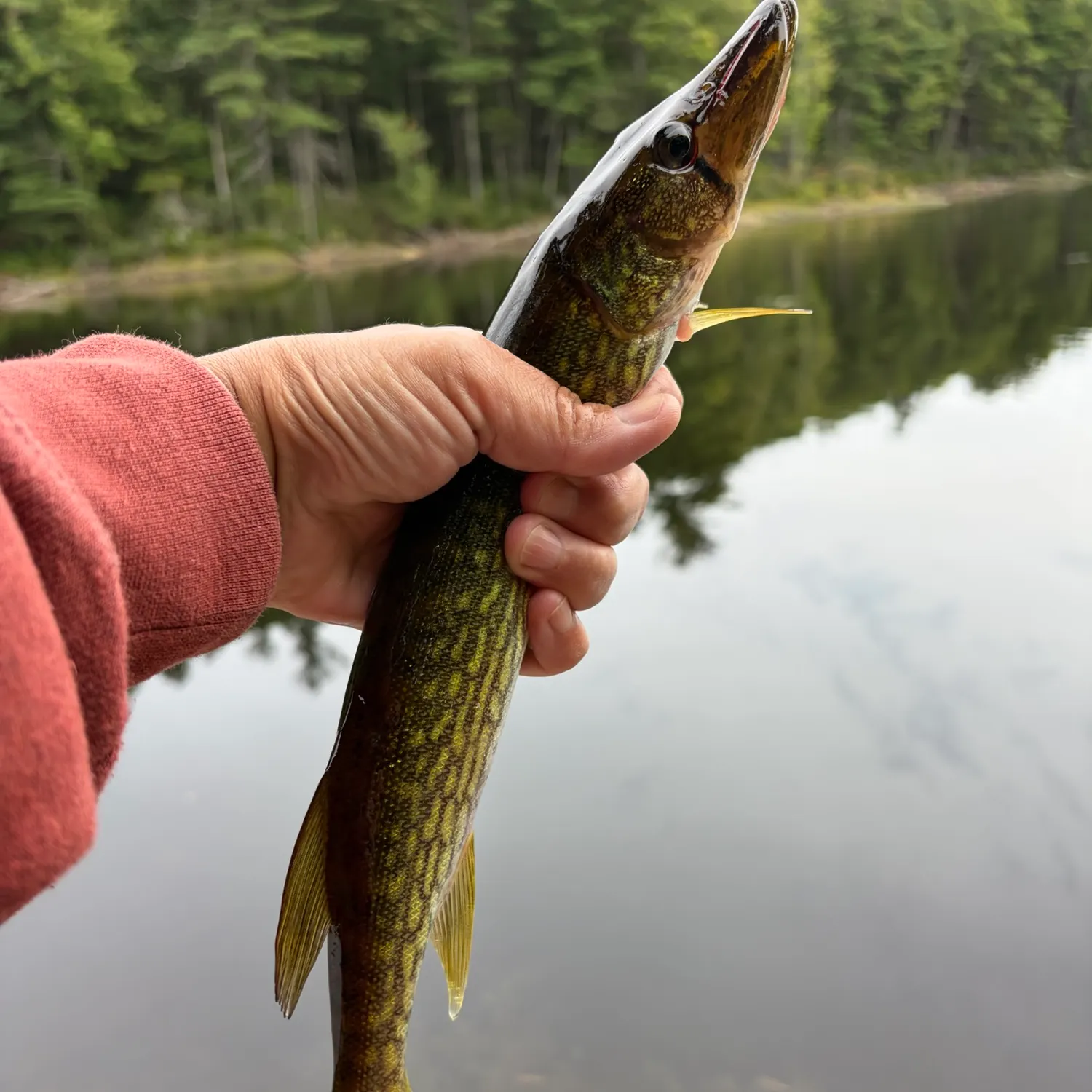 Chain pickerel caught on Fishbrain