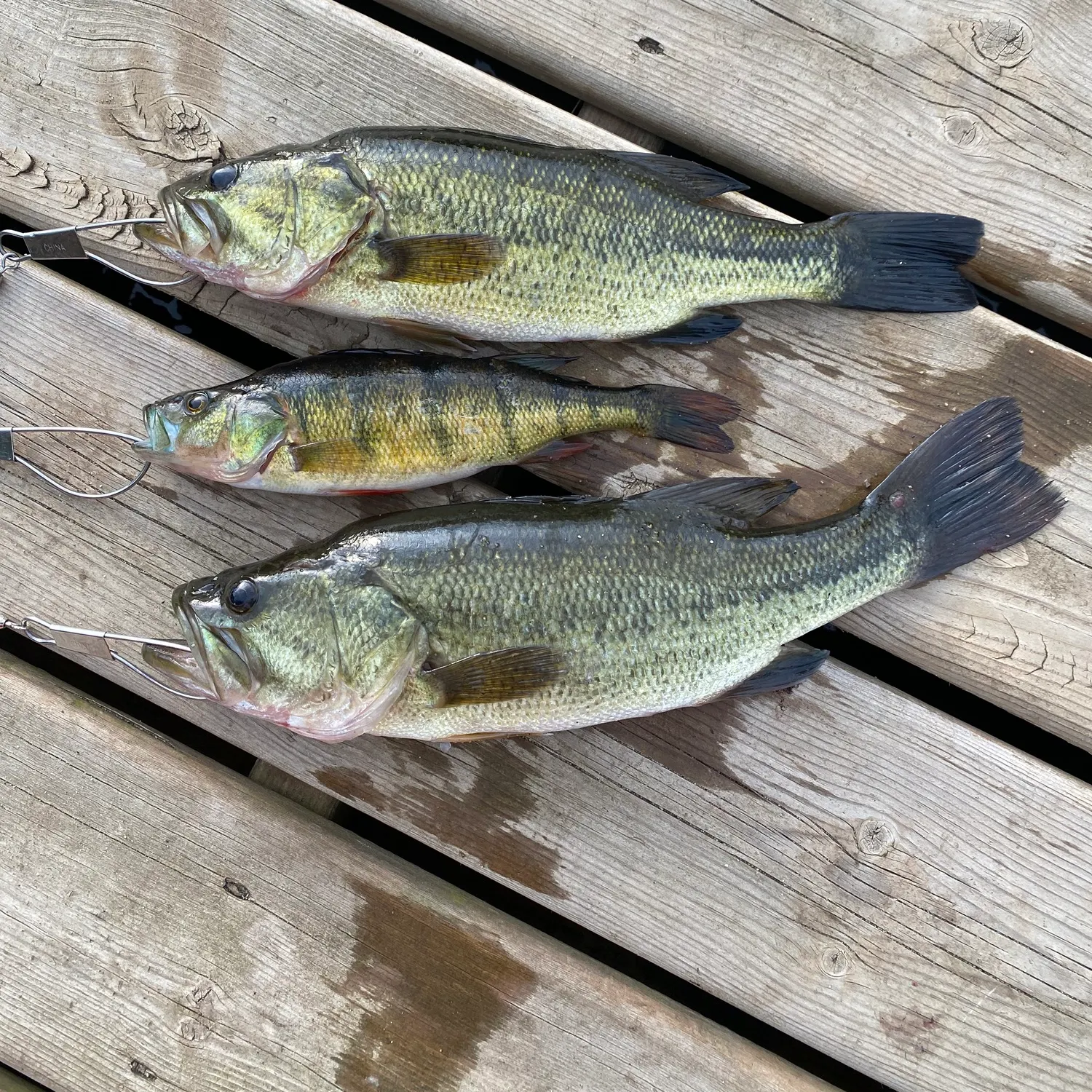 recently logged catches