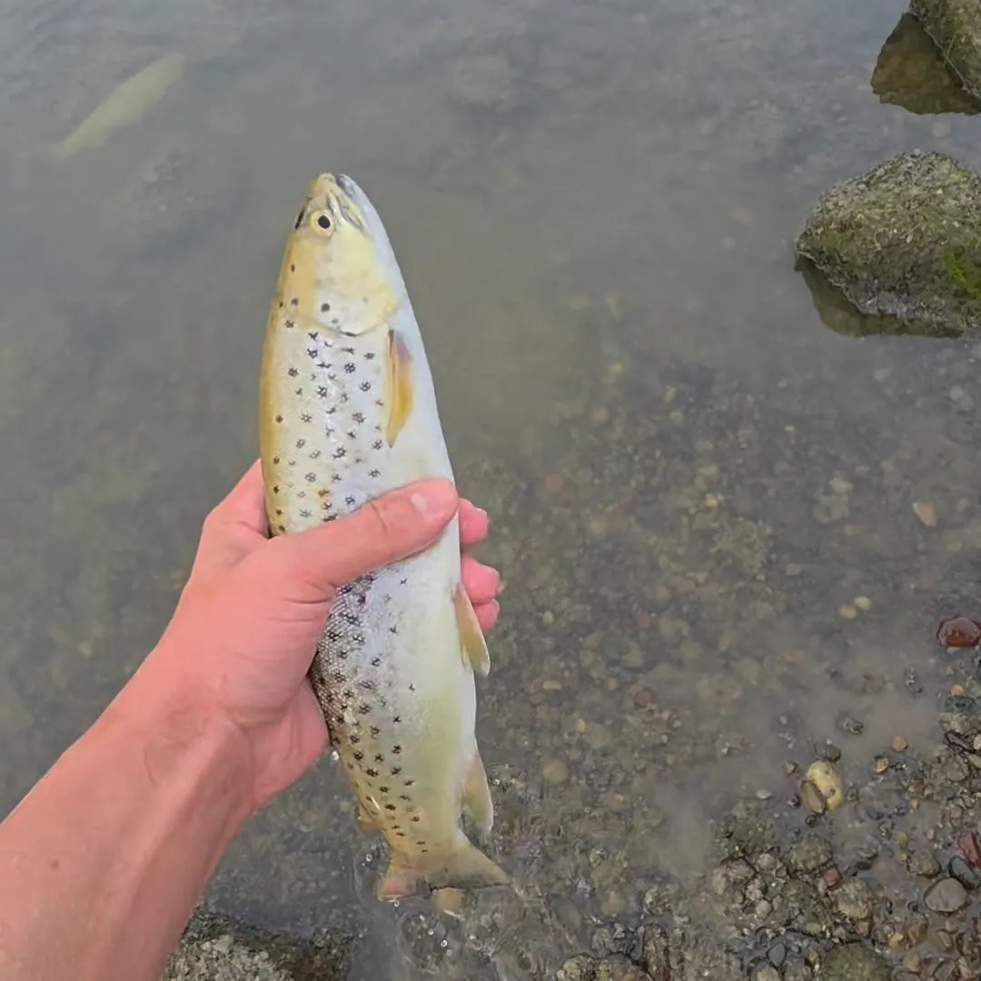 Brown trout caught on Fishbrain