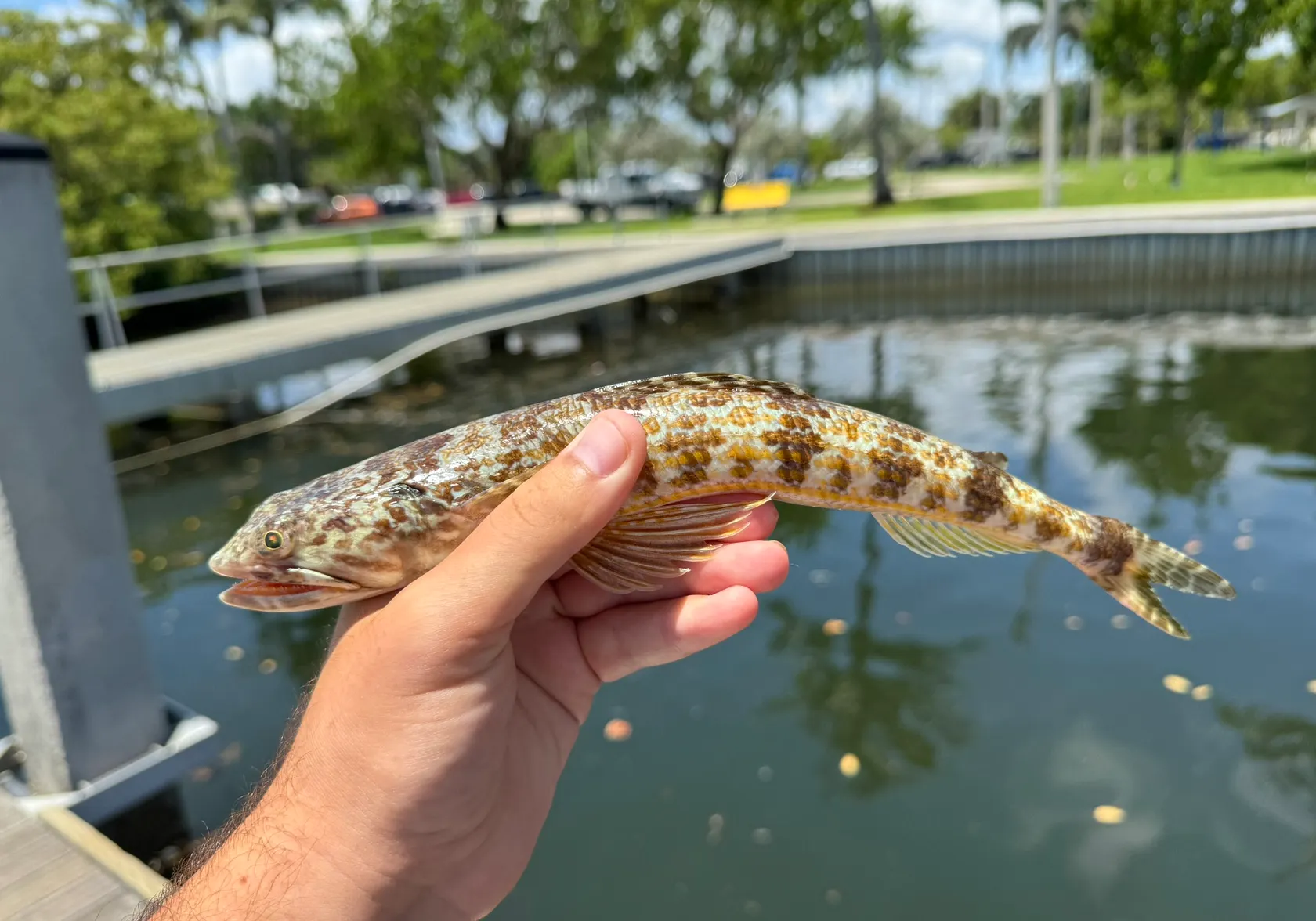 Sand diver