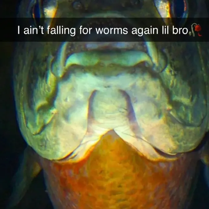 The most recent Bluegill catches on Fishbrain