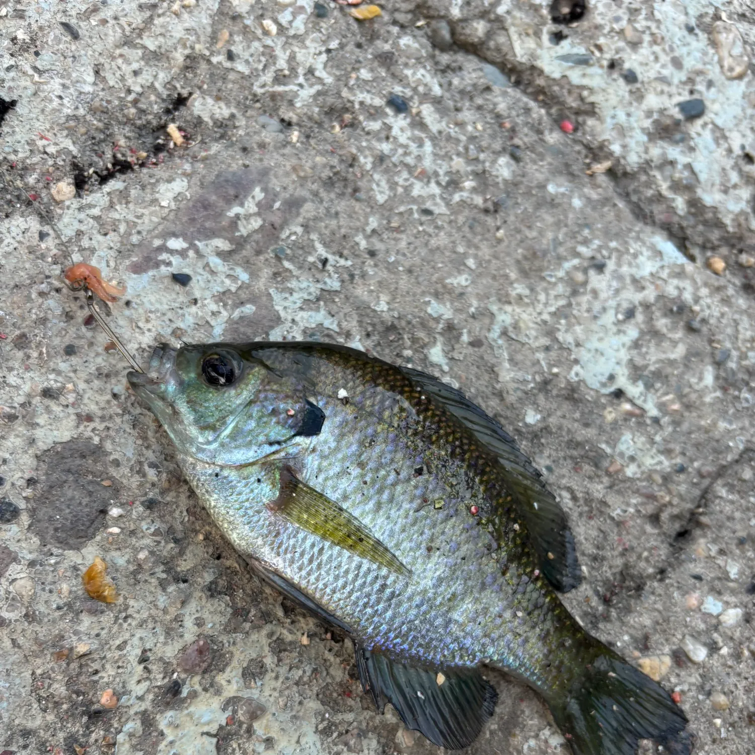 Bluegill caught on Fishbrain