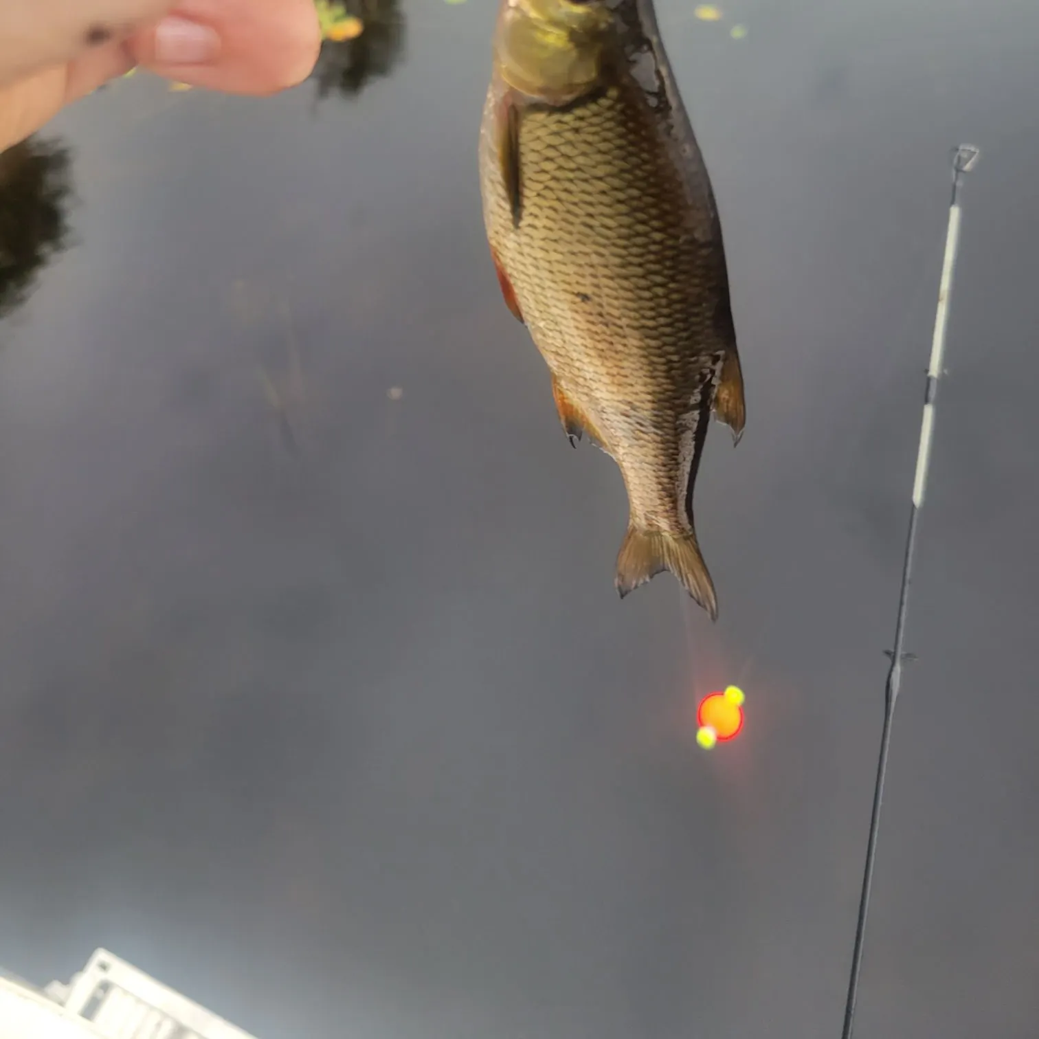 The most recent Common shiner catches on Fishbrain