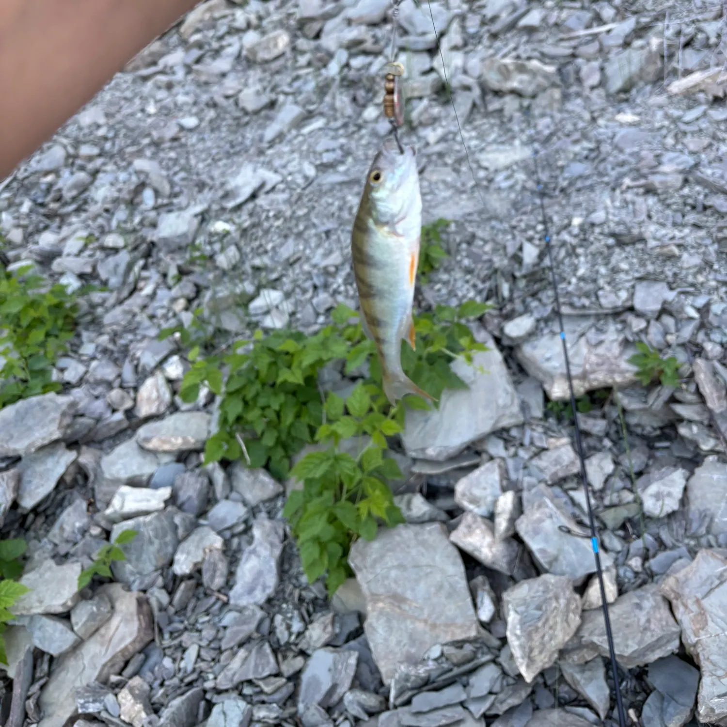 European perch caught on Fishbrain