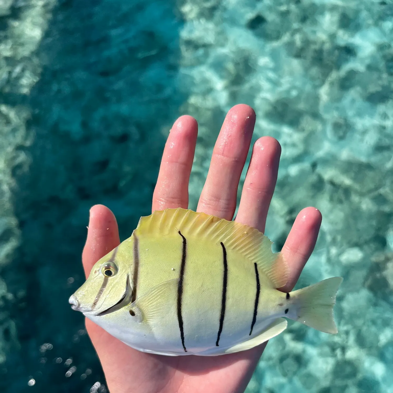 The most recent Convict surgeonfish catches on Fishbrain