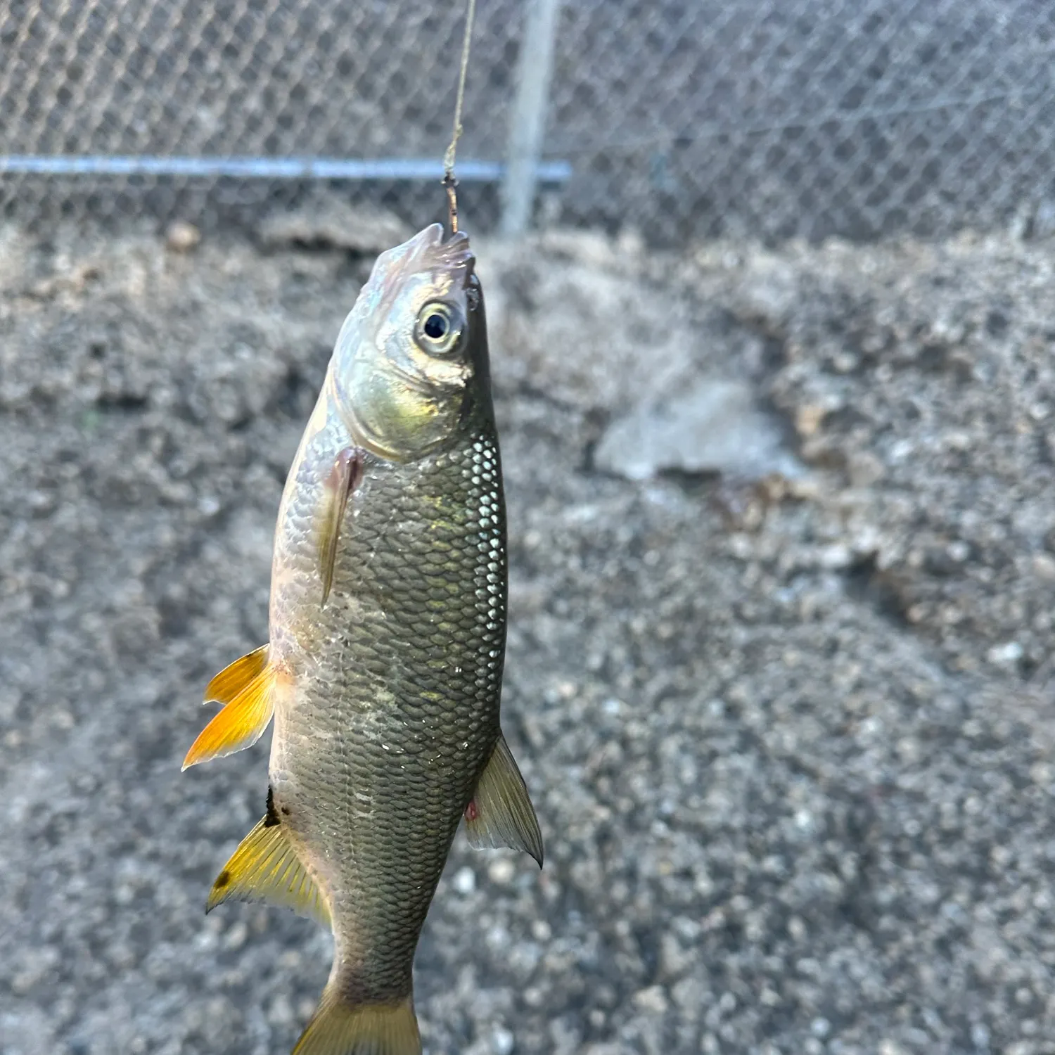 Golden shiner caught on Fishbrain