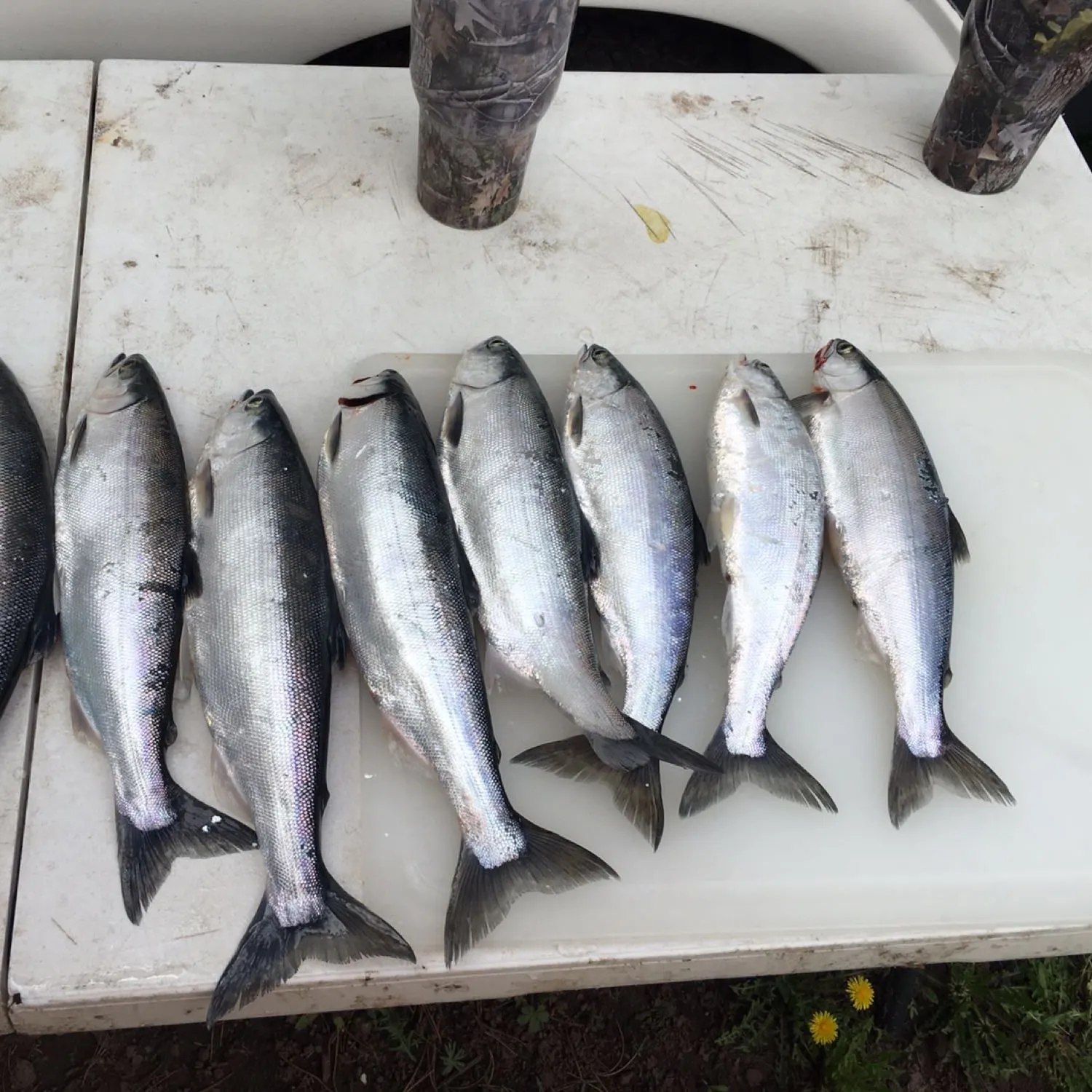 recently logged catches