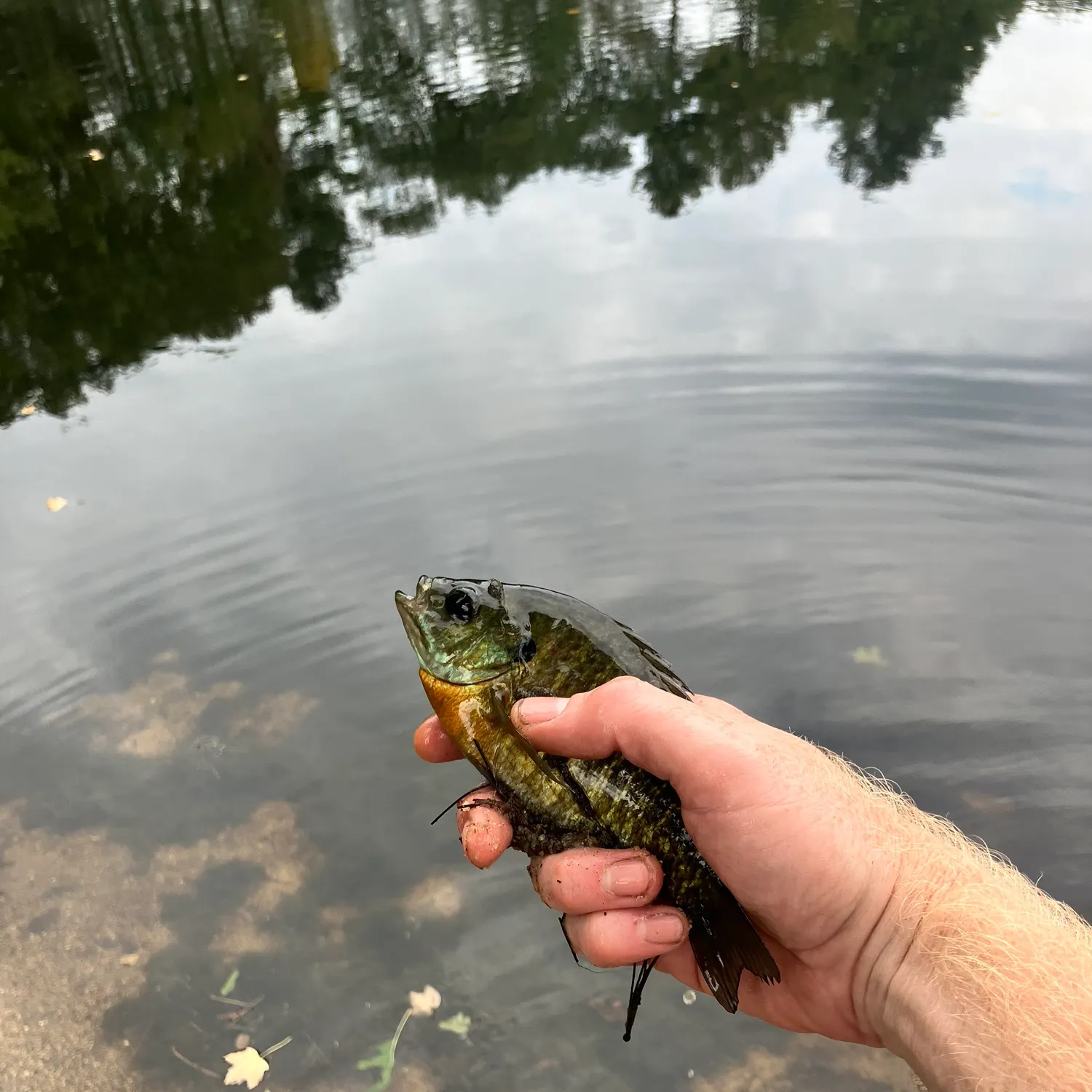 Bluegill caught on Fishbrain
