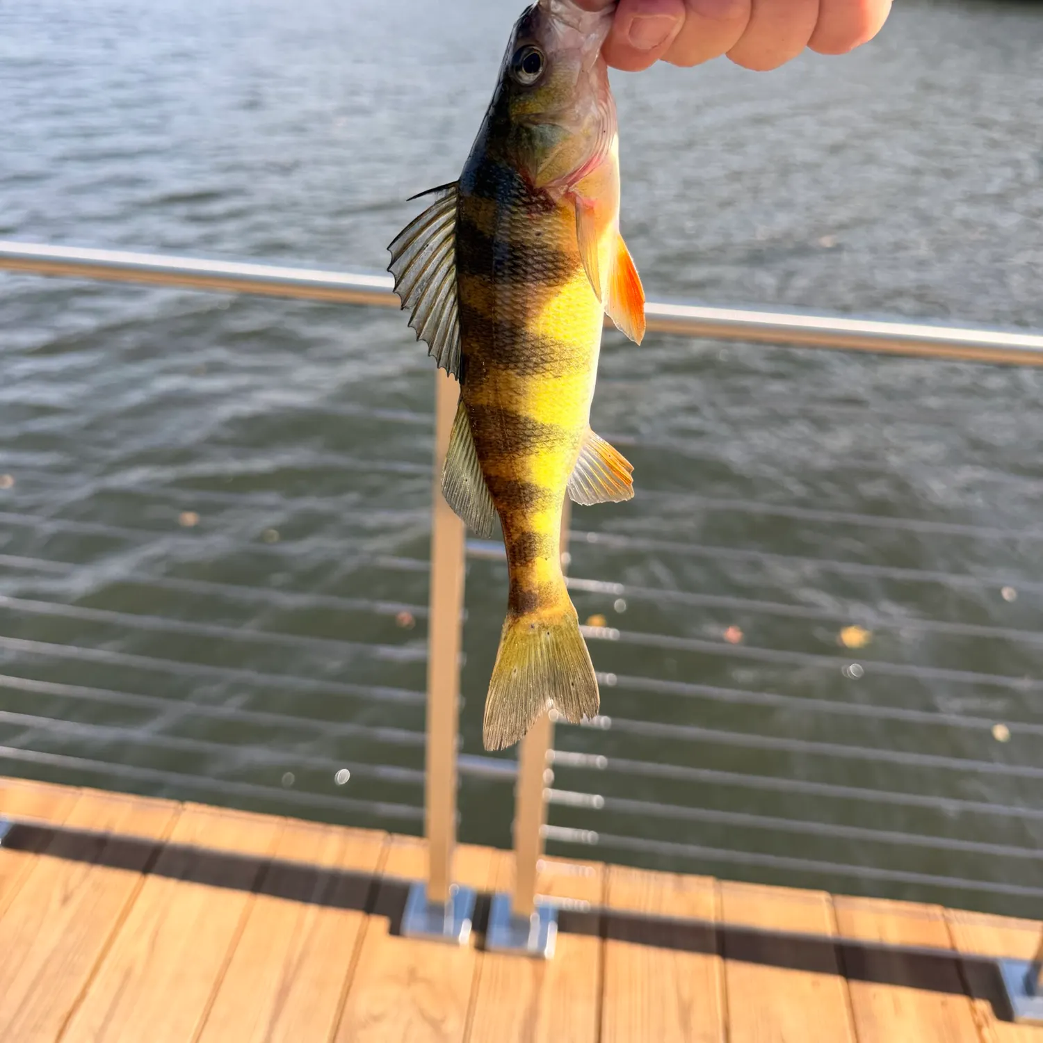 Yellow perch caught on Fishbrain