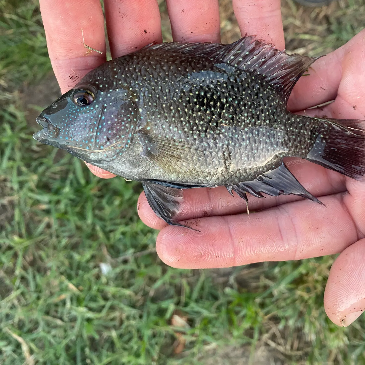 Rio Grande cichlid caught on Fishbrain