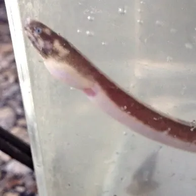 The most recent Shrimp eel catches on Fishbrain